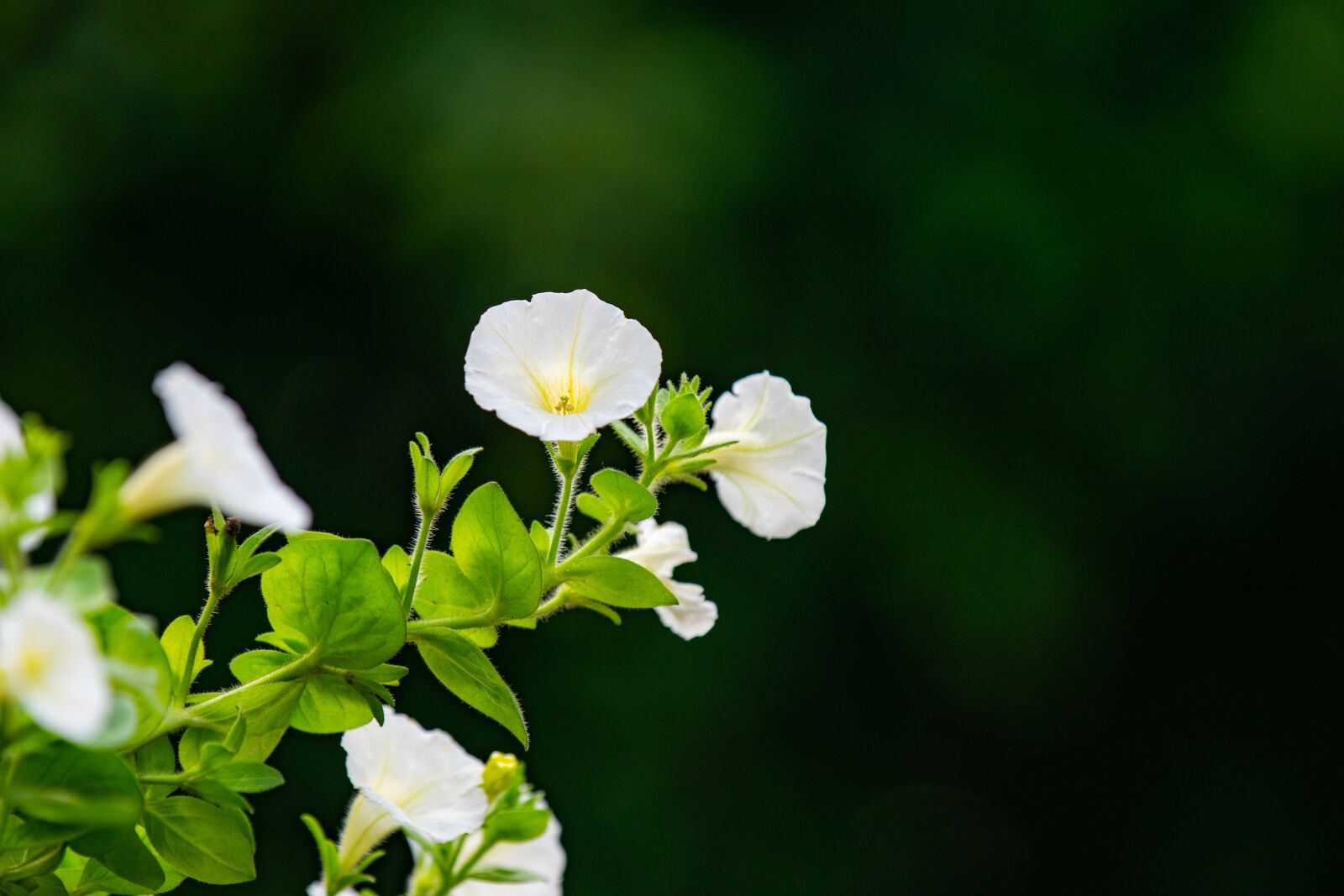 Nikon D810 sample photo. Flower, nest workshop, tree photography