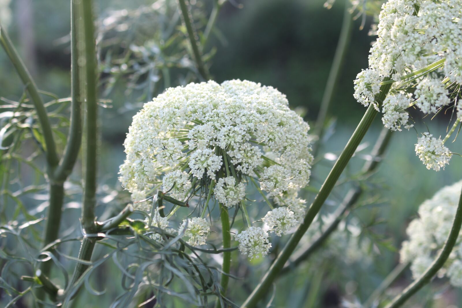 Canon EOS 700D (EOS Rebel T5i / EOS Kiss X7i) sample photo. Flowers, macro flower, nature photography