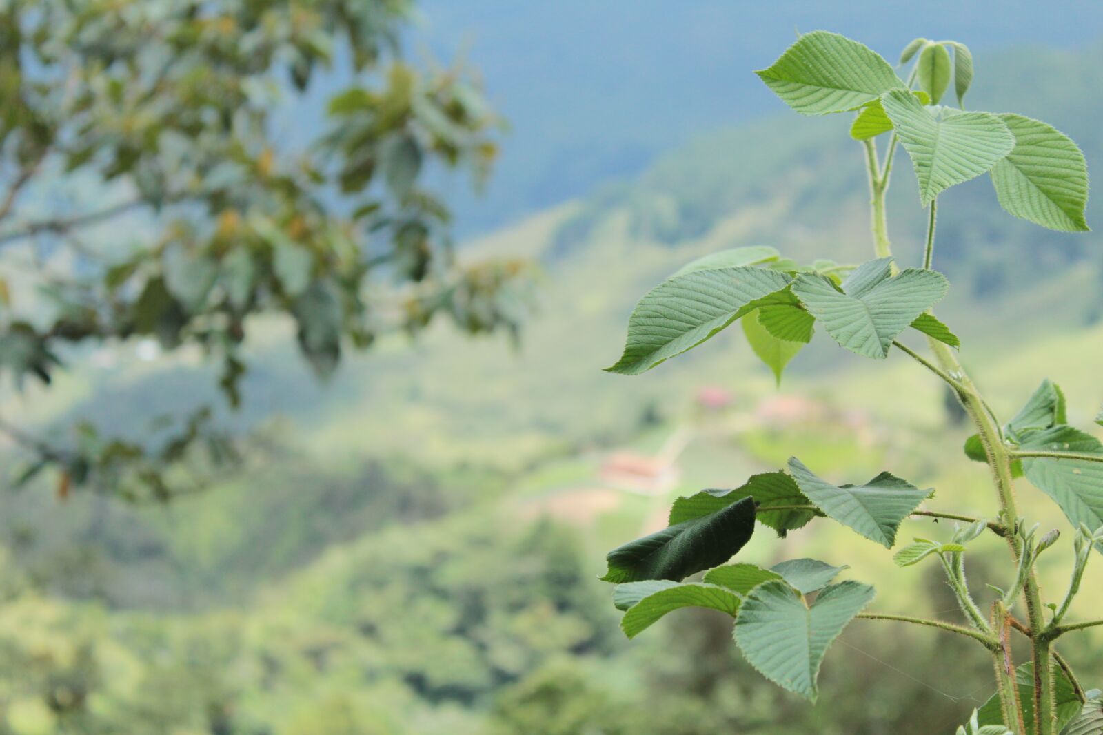 Canon EOS 1300D (EOS Rebel T6 / EOS Kiss X80) sample photo. Mora, plant, kills photography