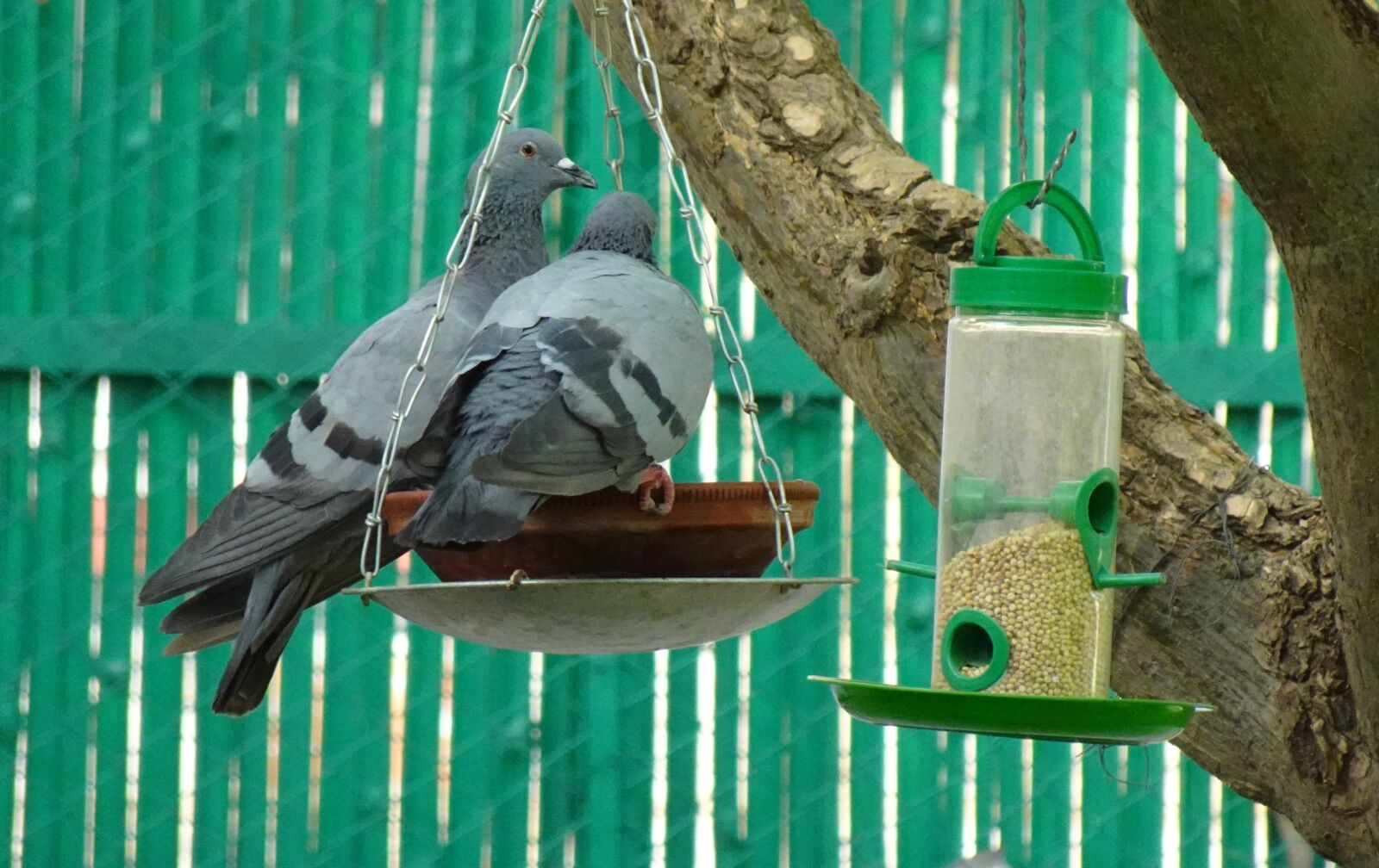 Sony DSC-WX800 sample photo. Bird, rock dove, rock photography