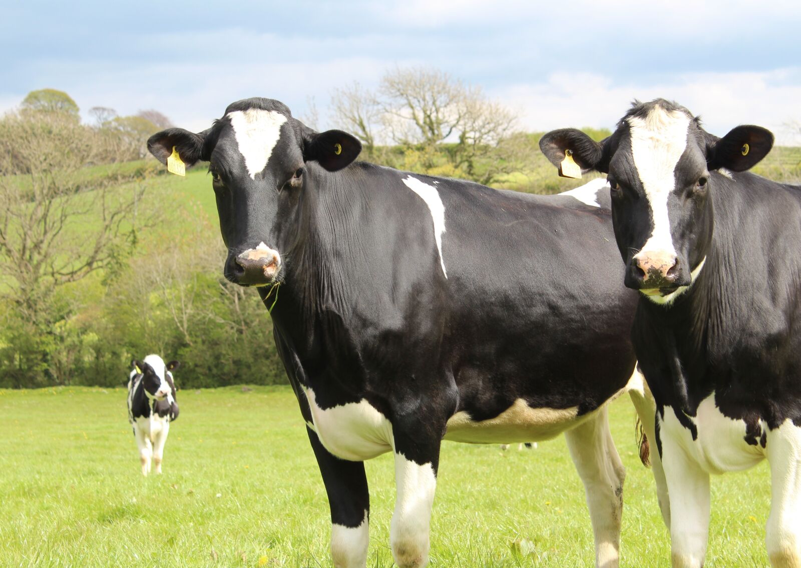 Canon EOS 1300D (EOS Rebel T6 / EOS Kiss X80) sample photo. Cattle, cows, holstein photography