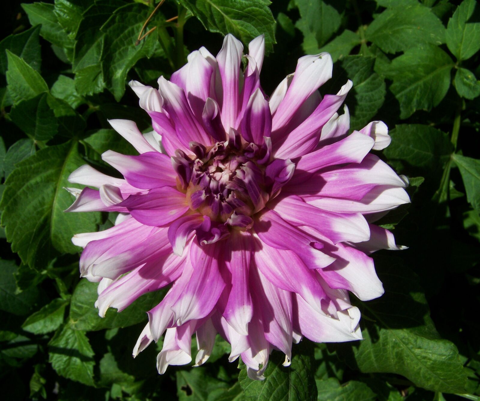 Kodak EASYSHARE ZD710 ZOOM DIGITAL CAMERA sample photo. Dahlia, pale purple, summer photography