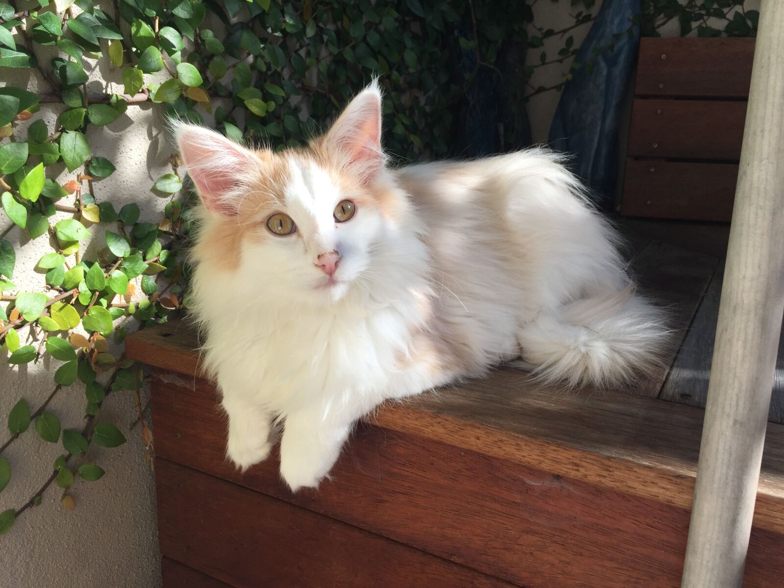 iPhone 6 Plus back camera 4.15mm f/2.2 sample photo. Norwegian forest cat, kitten photography