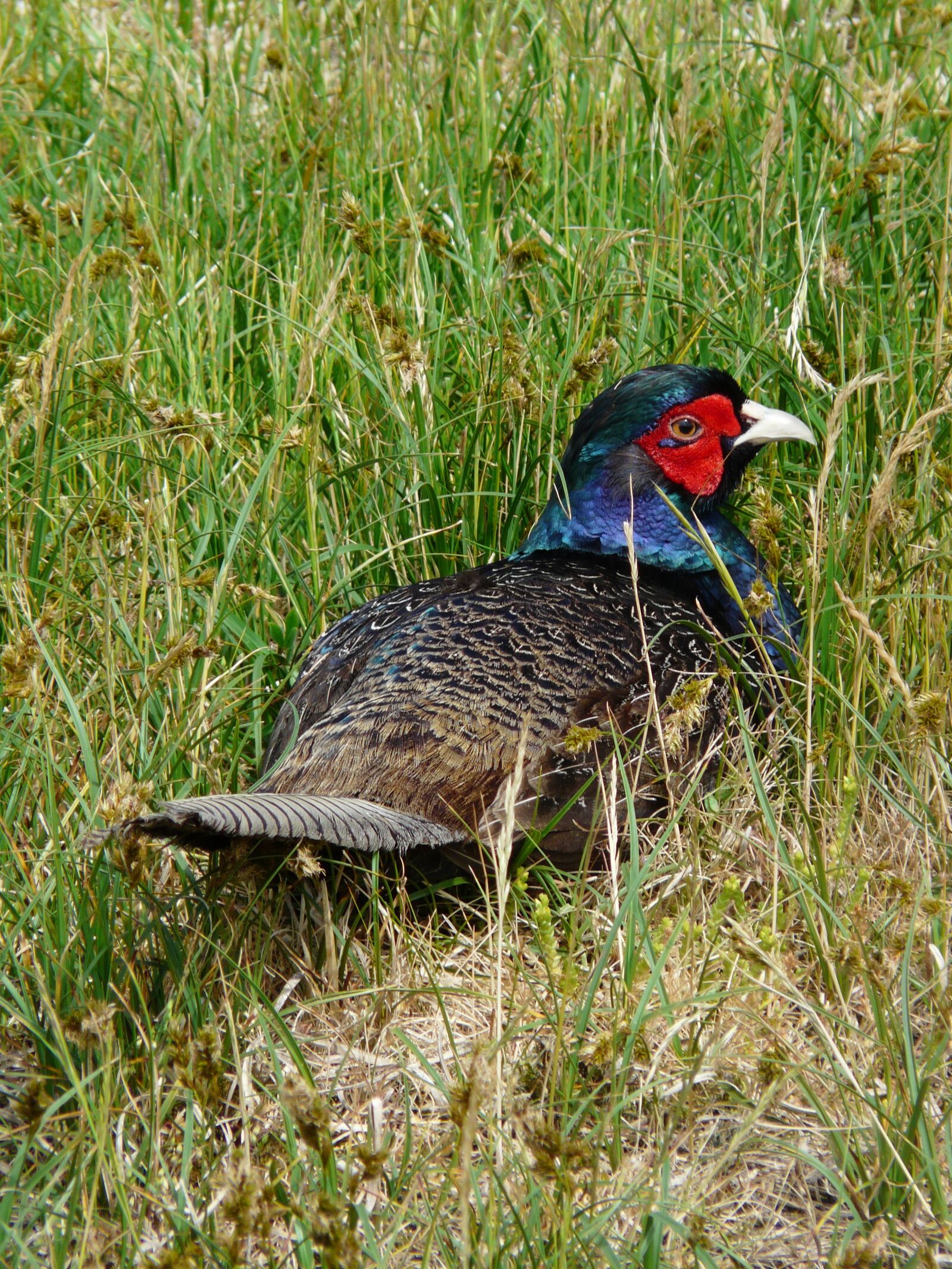 Panasonic DMC-FZ18 sample photo. Pheasant, phasianus colchicus, bird photography