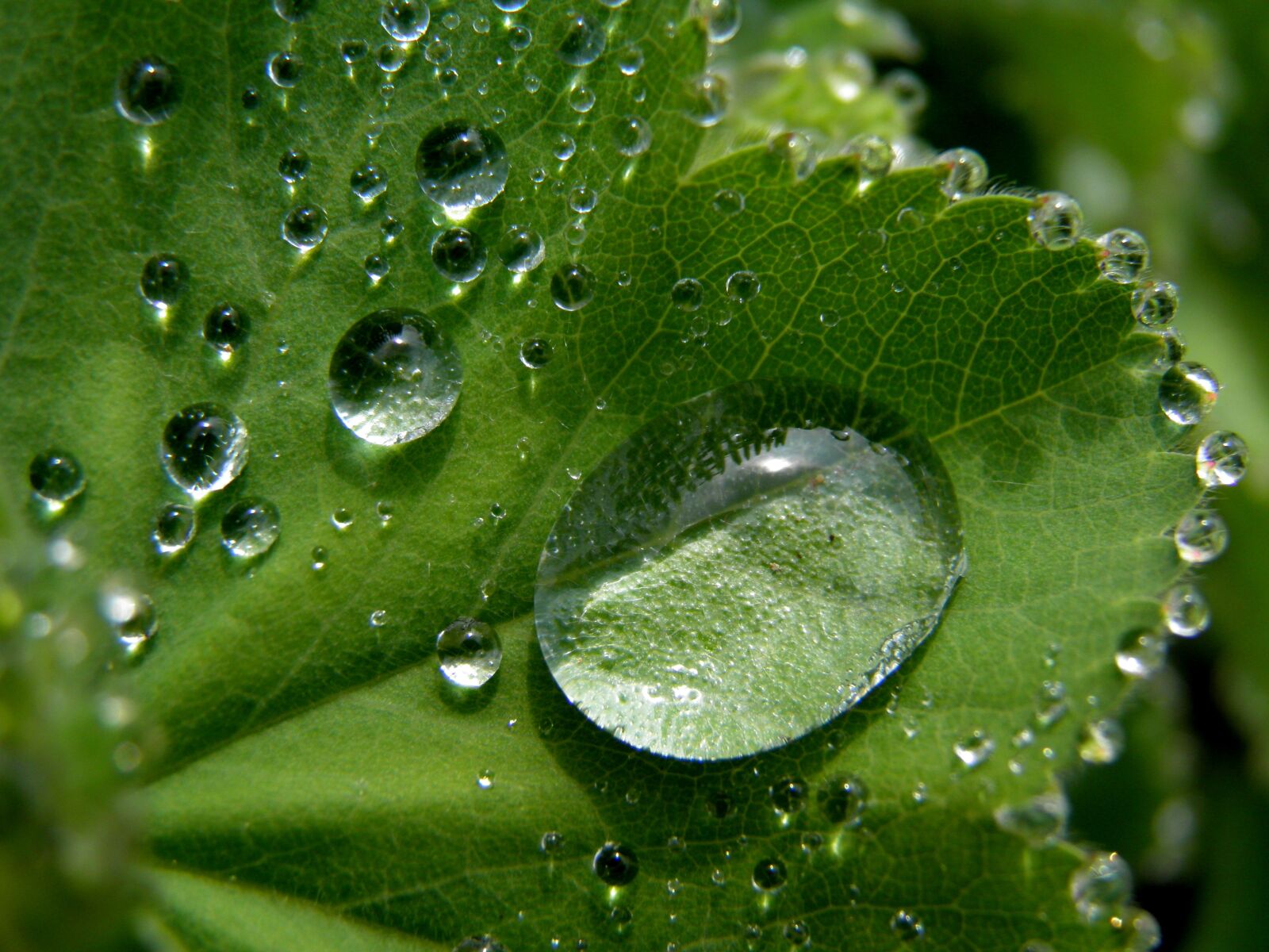 Olympus SP800UZ sample photo. Leaf, detail, raindrop photography