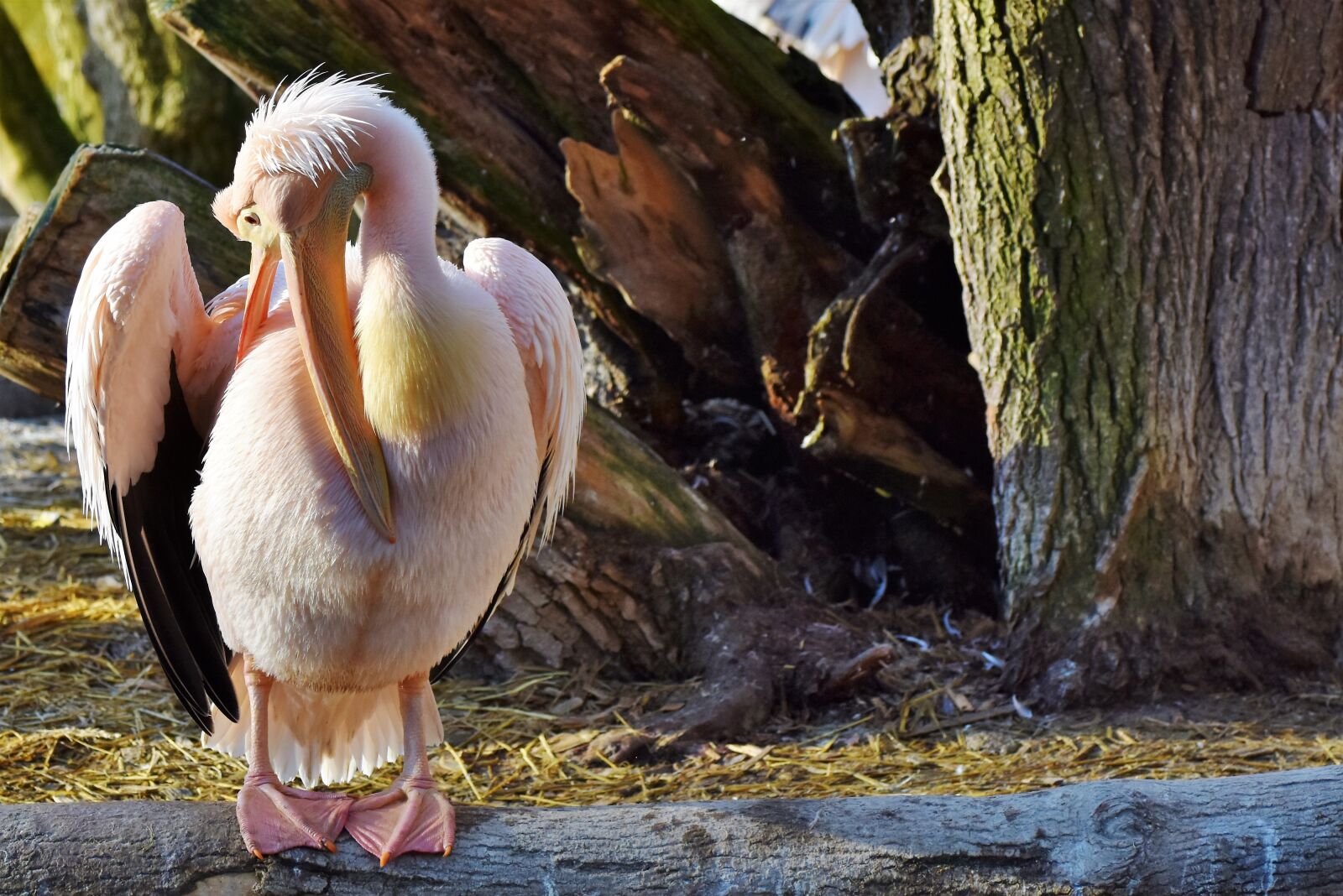 Nikon D7200 sample photo. Pelikan, water bird, pink photography