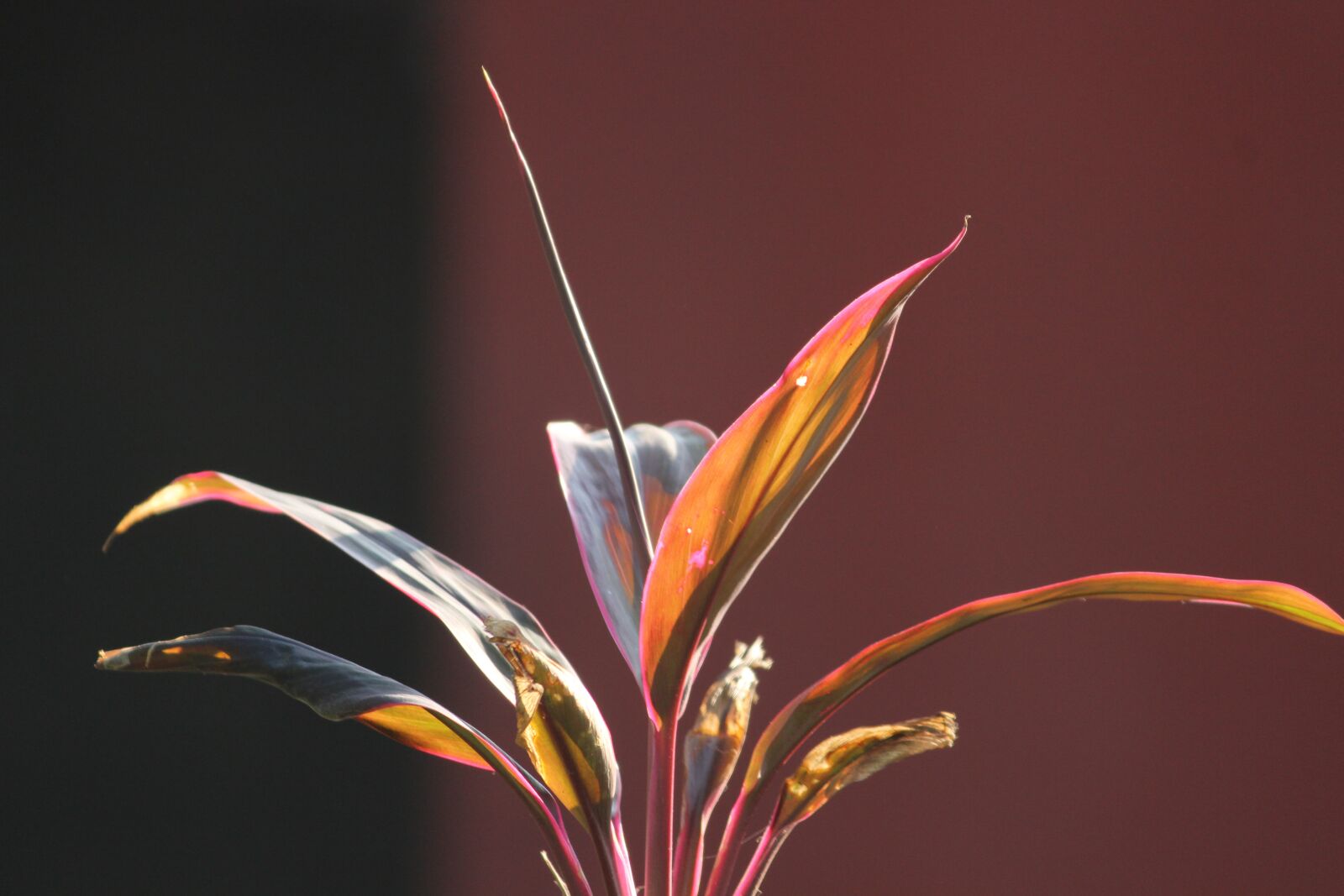 Canon EOS 600D (Rebel EOS T3i / EOS Kiss X5) sample photo. Nature, plant, garden photography