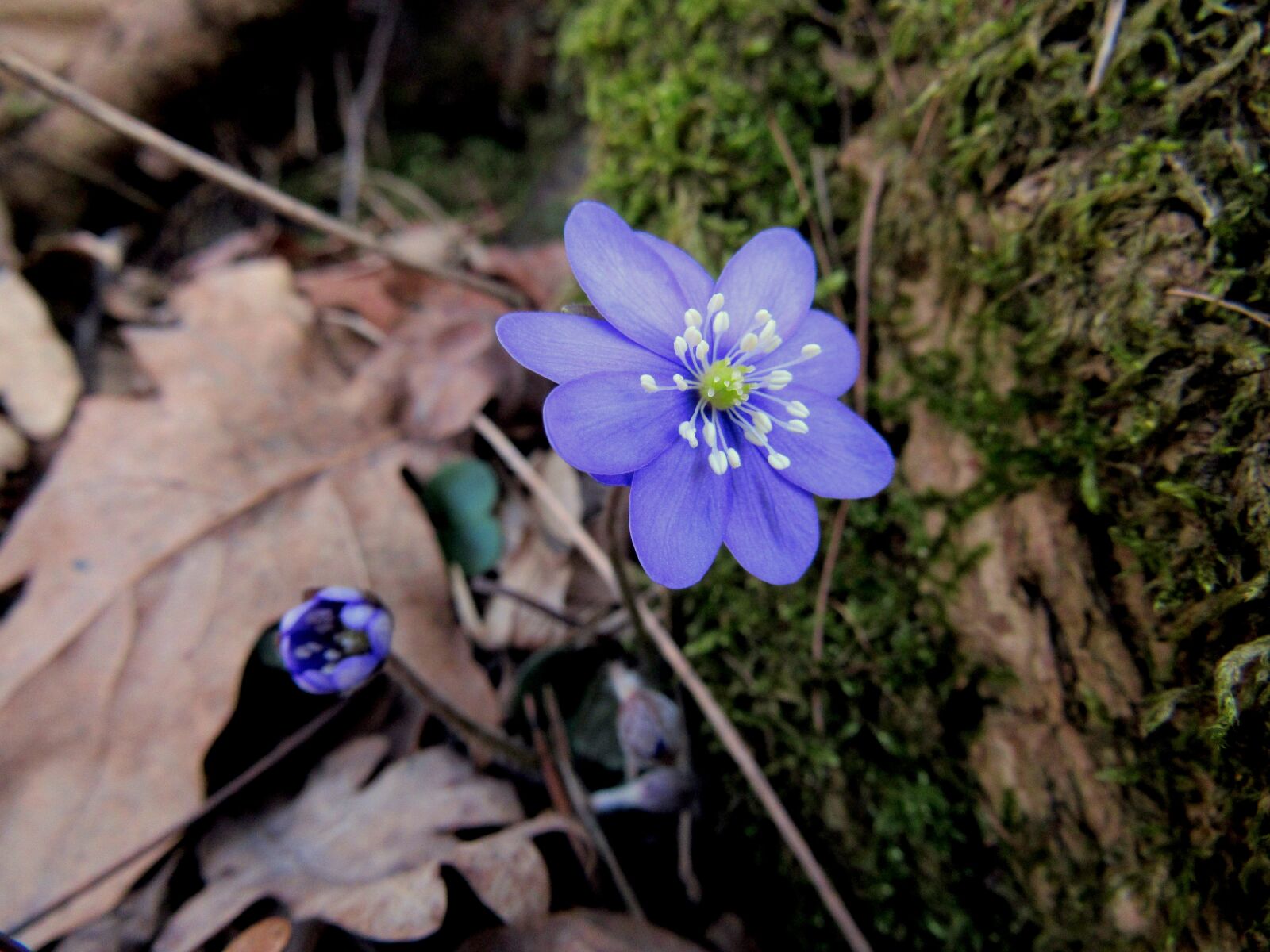 Canon PowerShot SX530 HS sample photo. Hepatica, march flower, spring photography