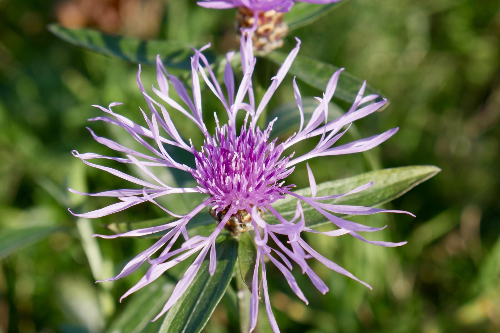 Panasonic DMC-G70 sample photo. Blossom, bloom, thistle photography