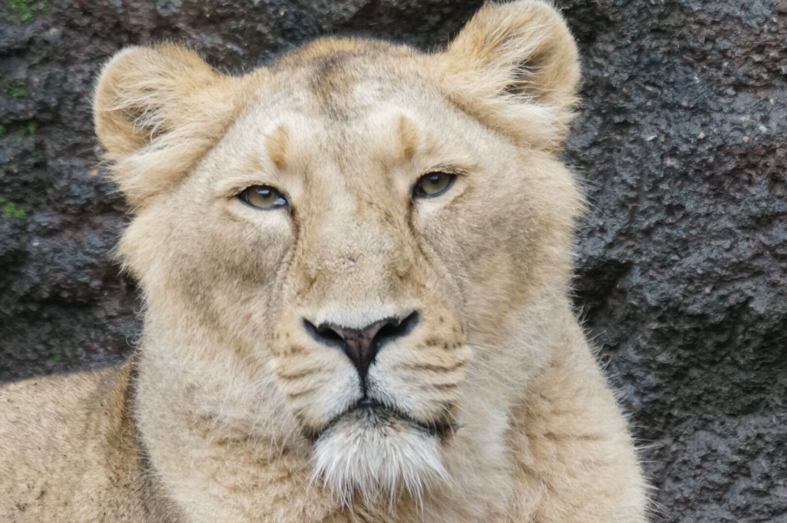 Sony ILCA-77M2 + Sony 70-400mm F4-5.6 G SSM sample photo. Lioness, relaxed, predator photography