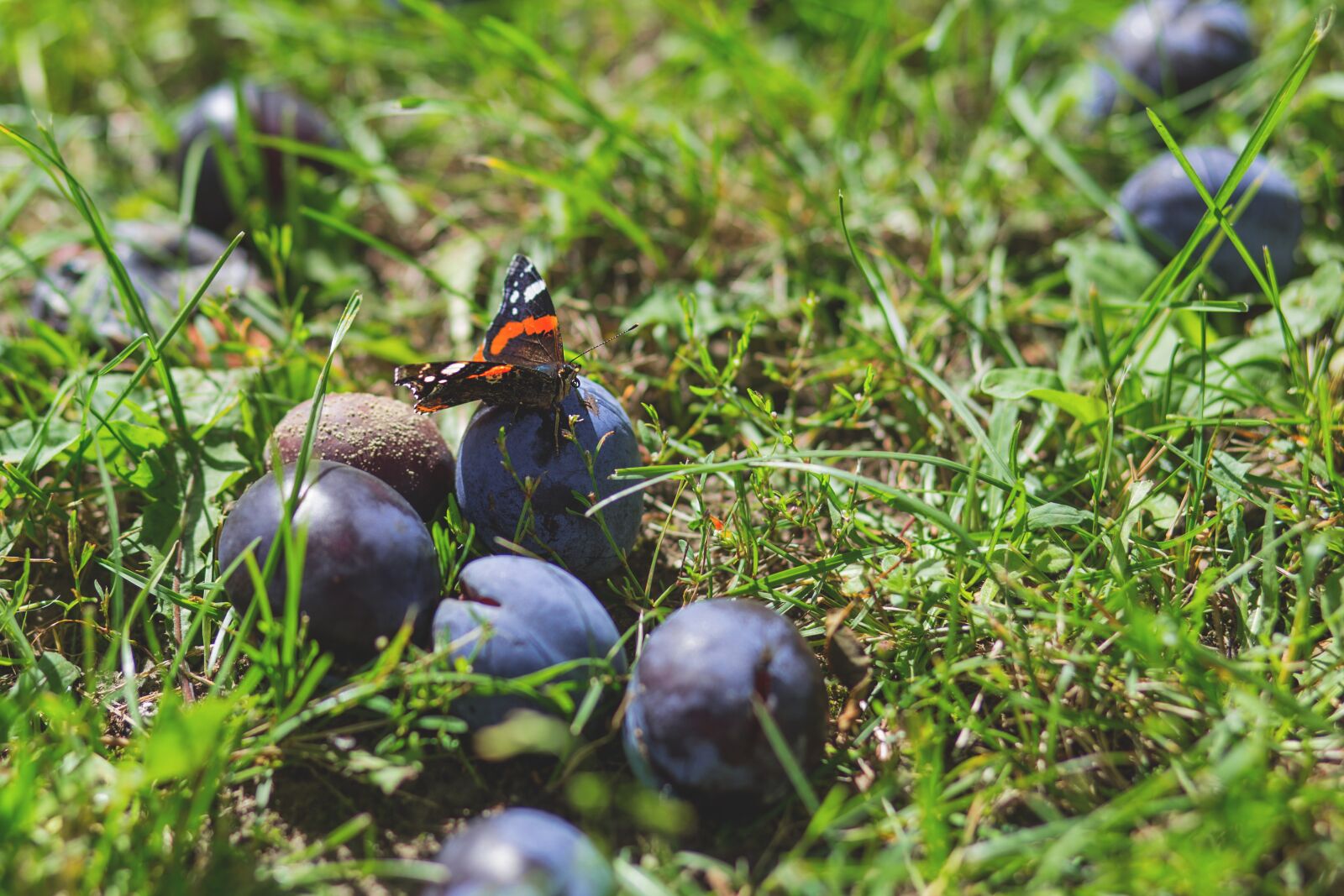 Canon EF 85mm F1.8 USM sample photo. Nature, appealing, attractive photography