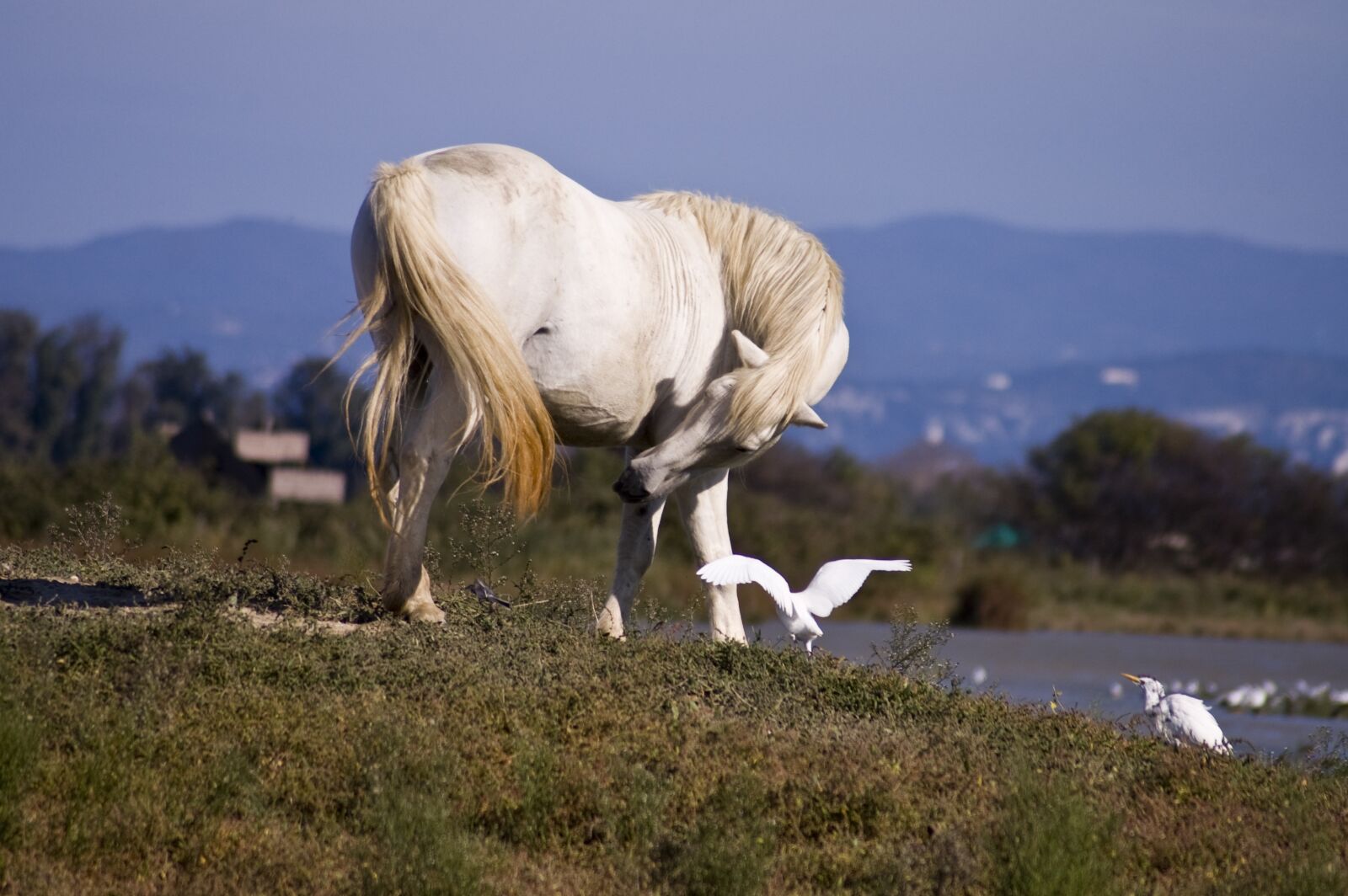 Nikon D50 sample photo. Horse, wild, animal photography