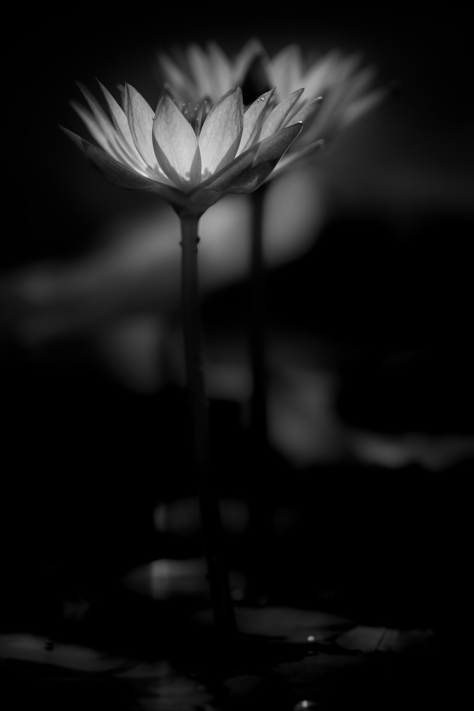 Nikon D500 sample photo. Waterlily, flower, zen photography