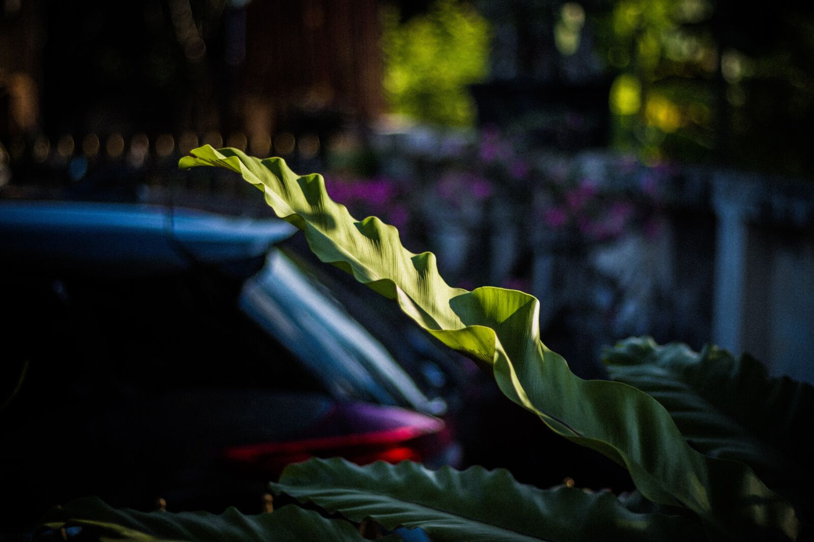 Canon EOS 700D (EOS Rebel T5i / EOS Kiss X7i) + Canon EF 50mm F1.8 STM sample photo. Vehicle, toyota, the car photography