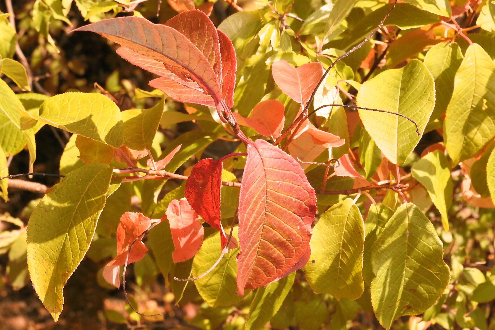 Nikon Coolpix P900 sample photo. Leaves, colorful leaves, fall photography