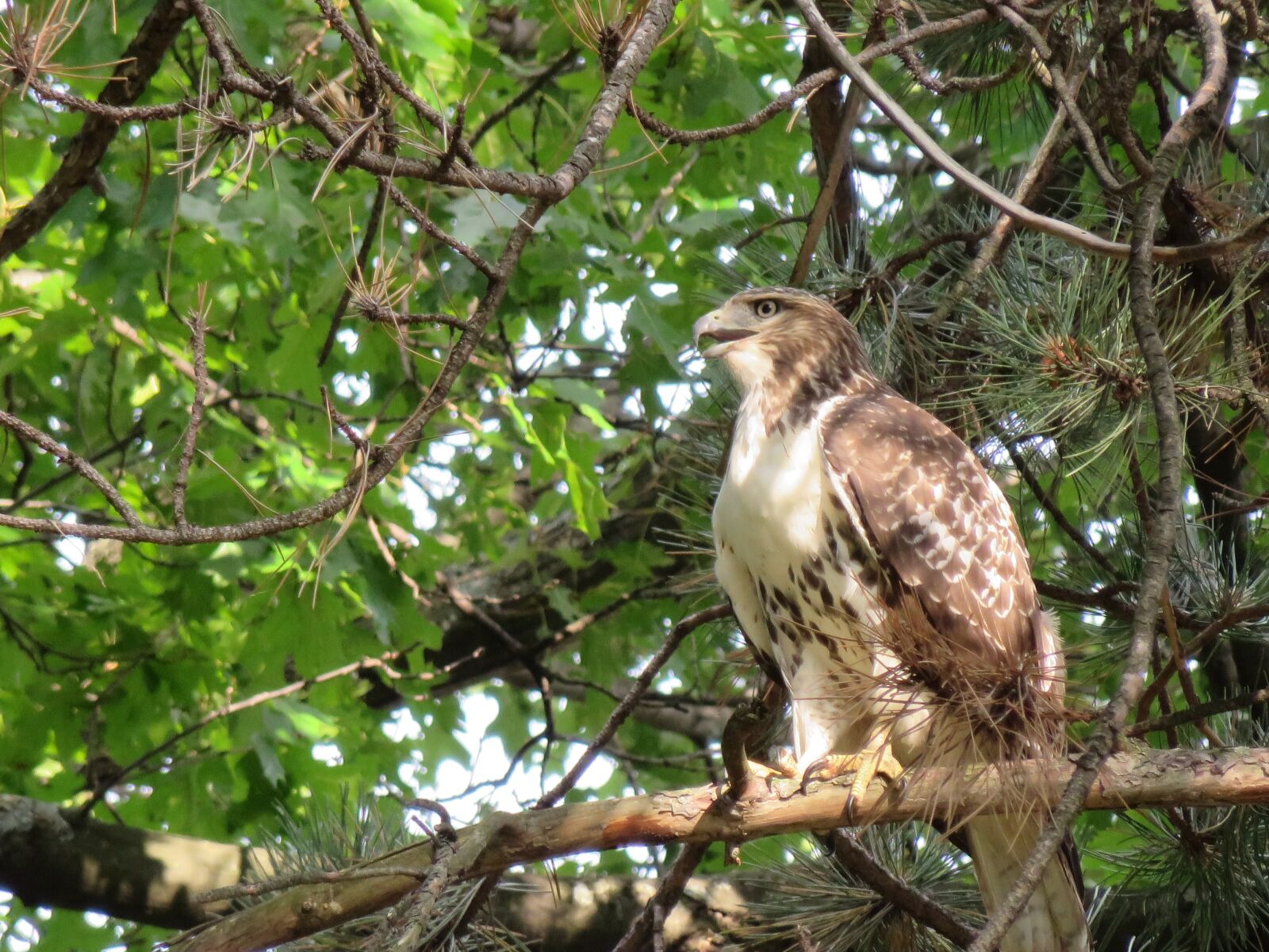 Canon PowerShot SX280 HS sample photo. Bird, hawk, broad winged photography