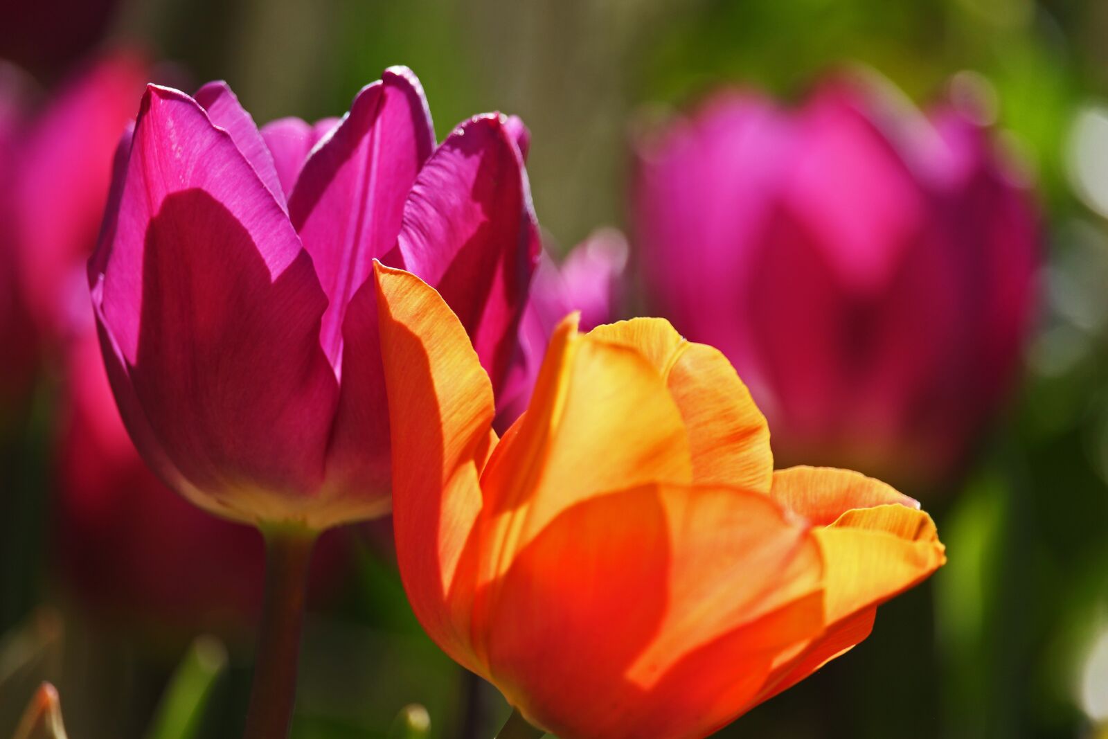 Canon EF-S 55-250mm F4-5.6 IS STM sample photo. Tulips, early bloomer, spring photography
