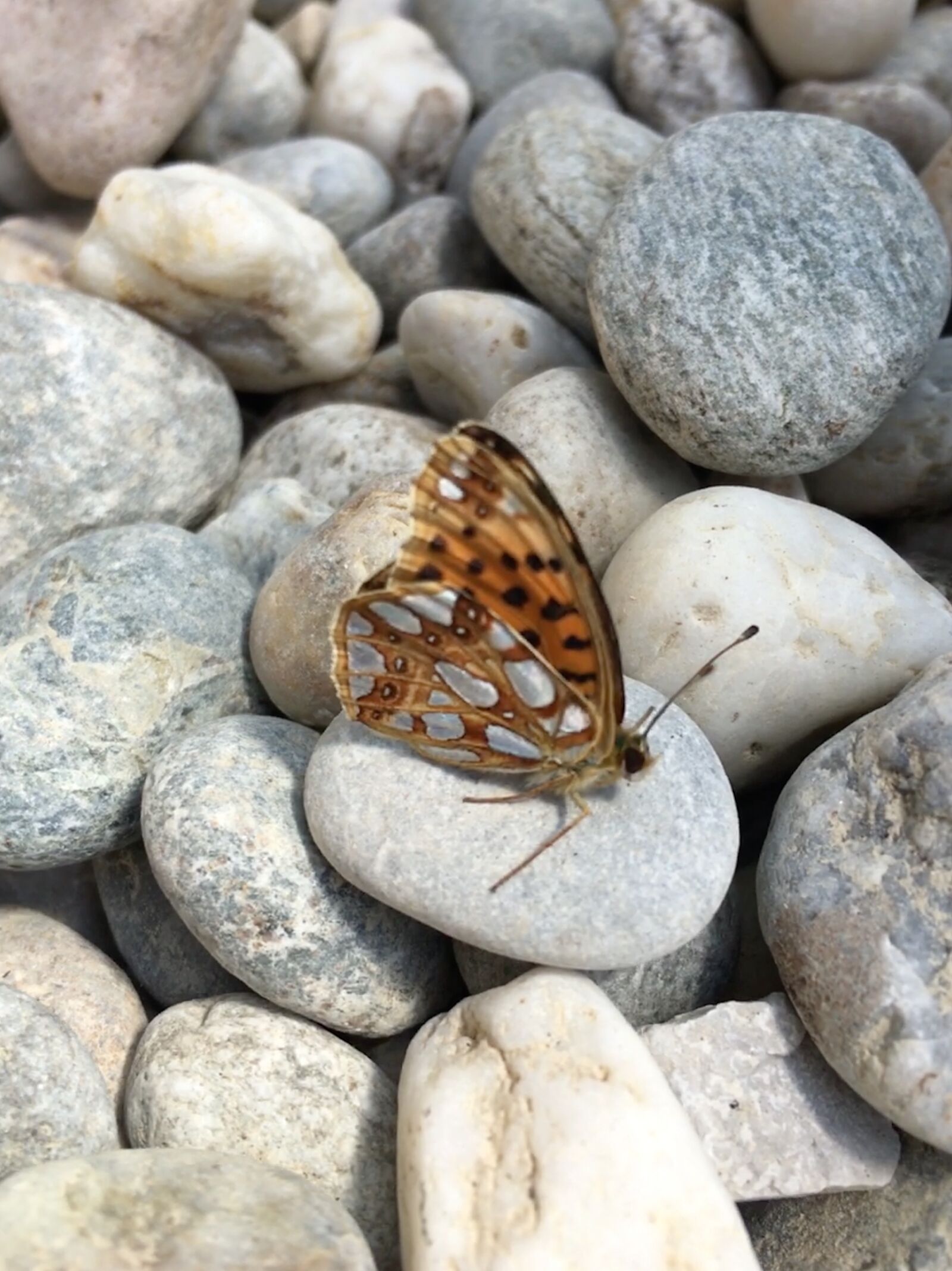 Apple iPhone 6s sample photo. Butterfly, stones, insect photography