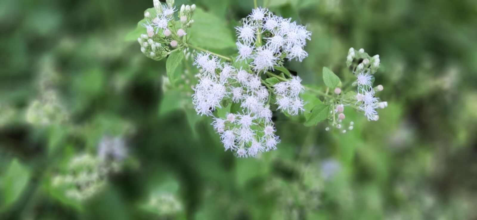Samsung Galaxy A50 sample photo. Flower, nature, spring photography