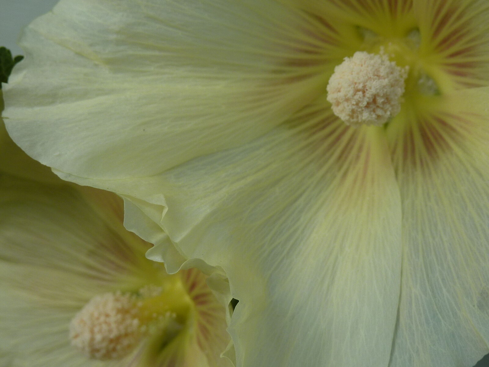 Panasonic DMC-ZS3 sample photo. Flower, hollyhock, pollen, white photography