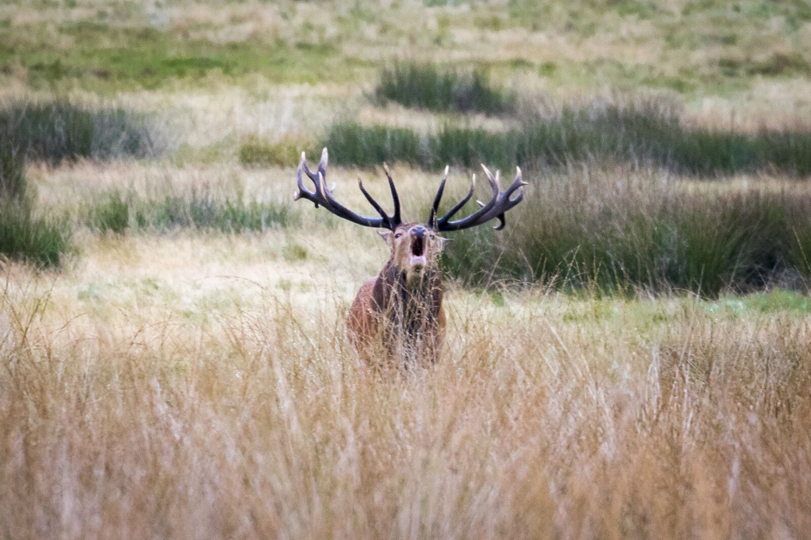 Canon EOS 7D Mark II + Canon EF 70-300mm F4-5.6L IS USM sample photo. Stag, wildlife, nature photography