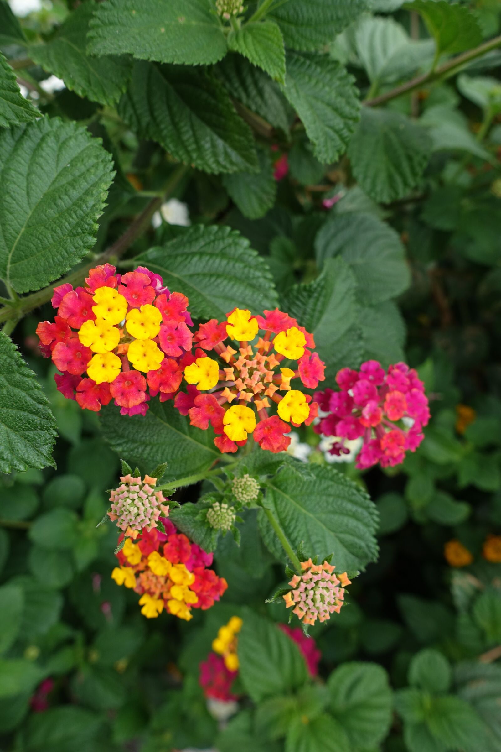 Sony Cyber-shot DSC-RX100 III sample photo. Macro, summer, flowers photography