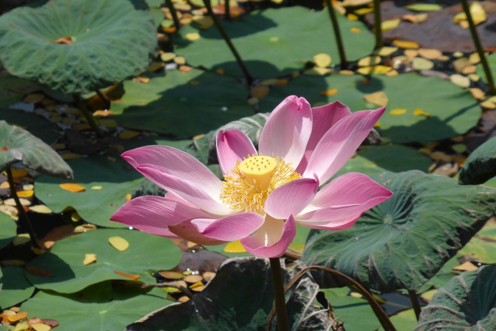 Panasonic DMC-TZ41 sample photo. Lotus, nature, flower photography