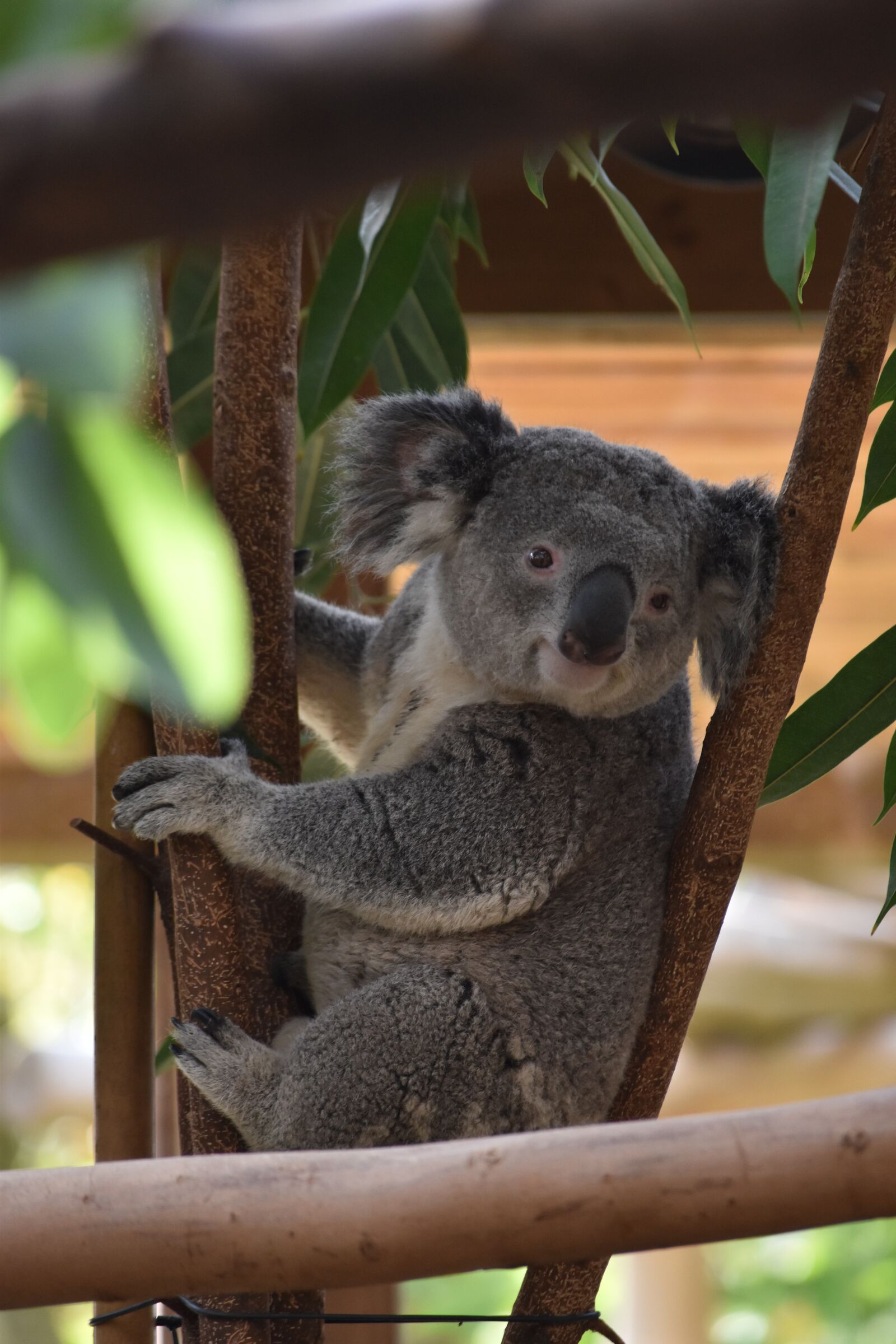 Nikon D5500 sample photo. Koala, cute, adorable photography