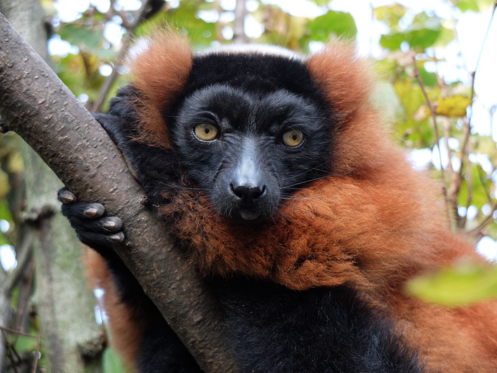 Fujifilm X30 sample photo. Maki, monkey, madagascar photography