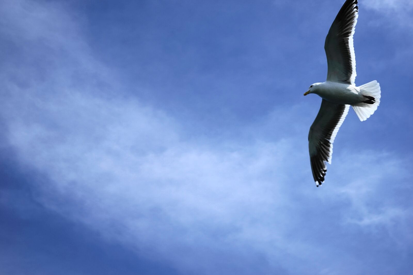 Sony a7 + Sony FE 28-70mm F3.5-5.6 OSS sample photo. Sky, seagull, animal photography