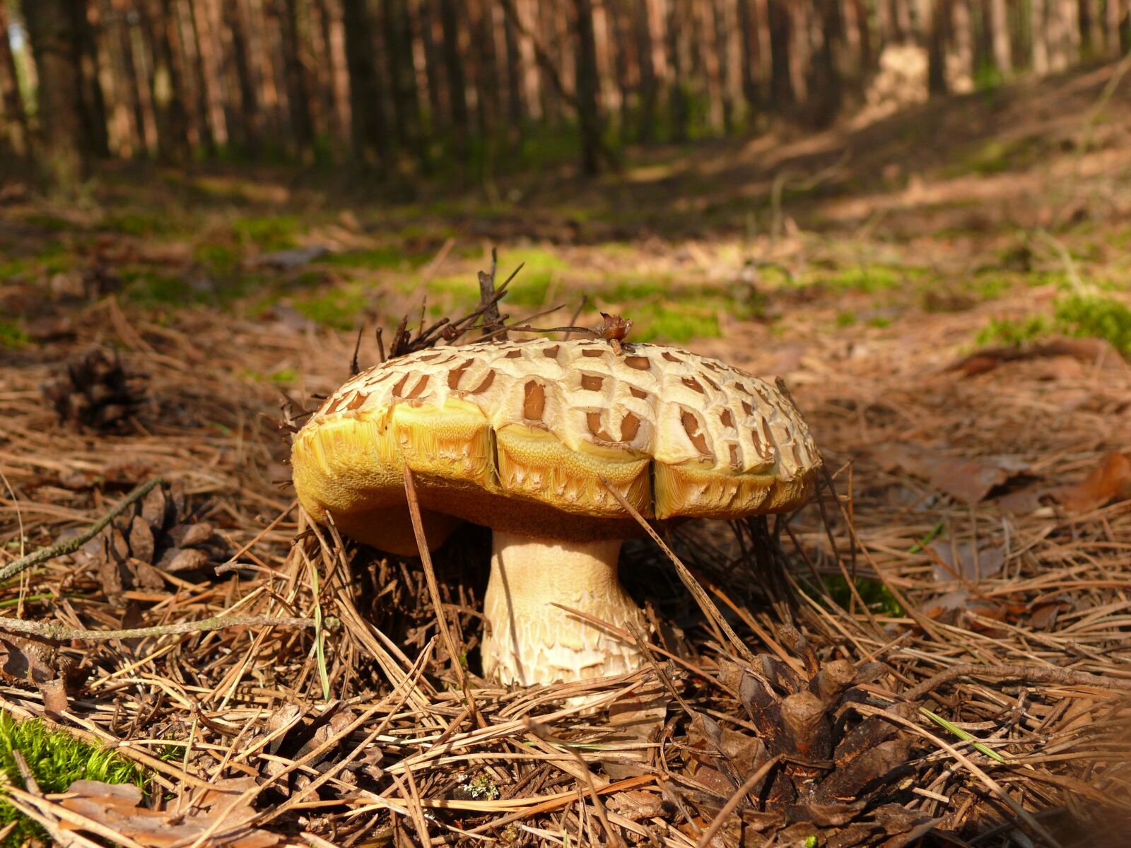 Panasonic DMC-FZ50 sample photo. Mushroom, white, old photography