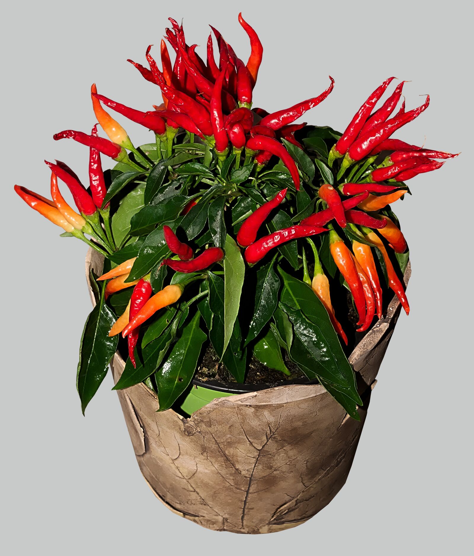Nikon D3300 sample photo. Chili, sharp, red photography