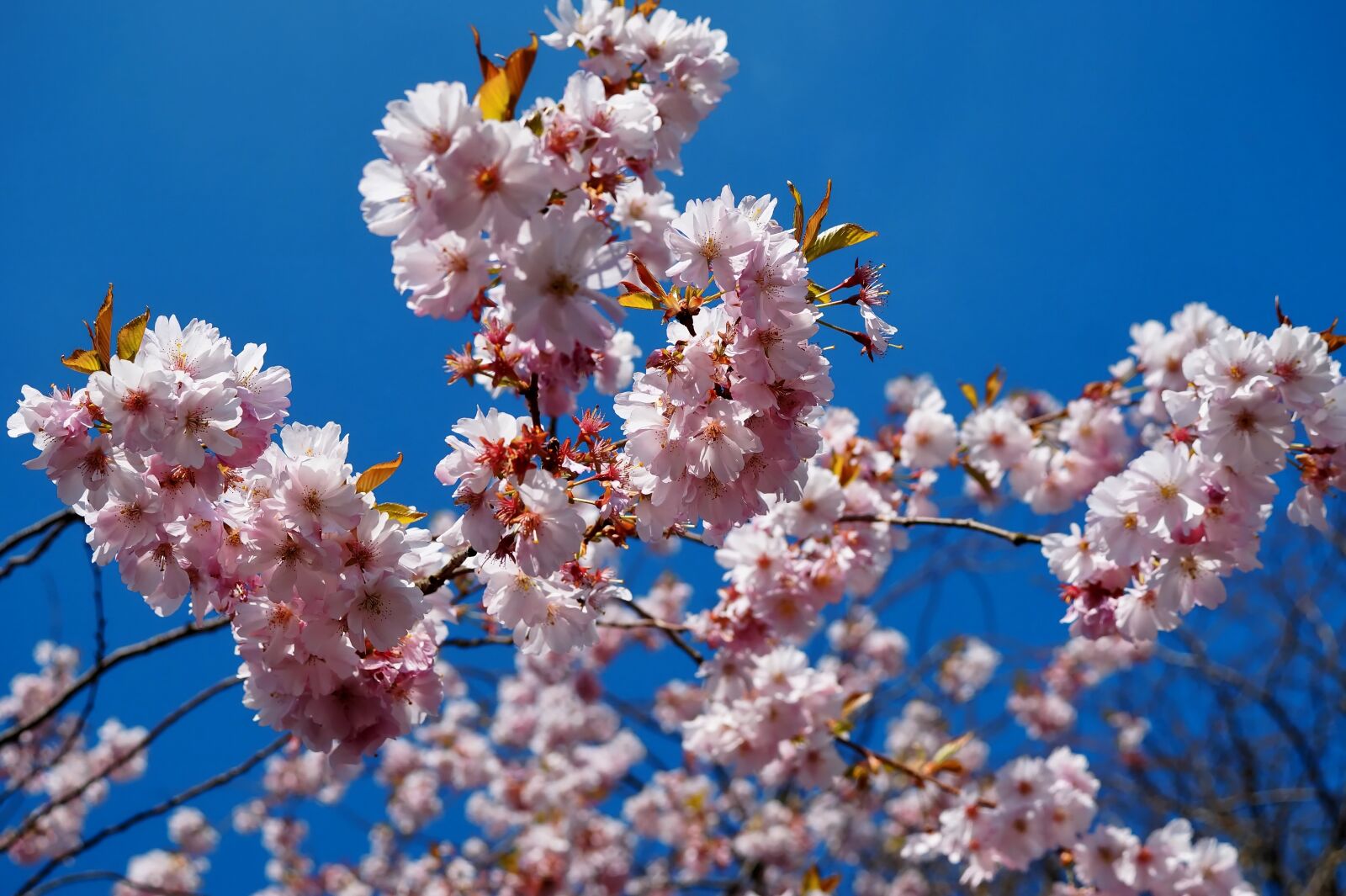 Sony DT 30mm F2.8 Macro SAM sample photo. Flowers, spring, japanese cherry photography