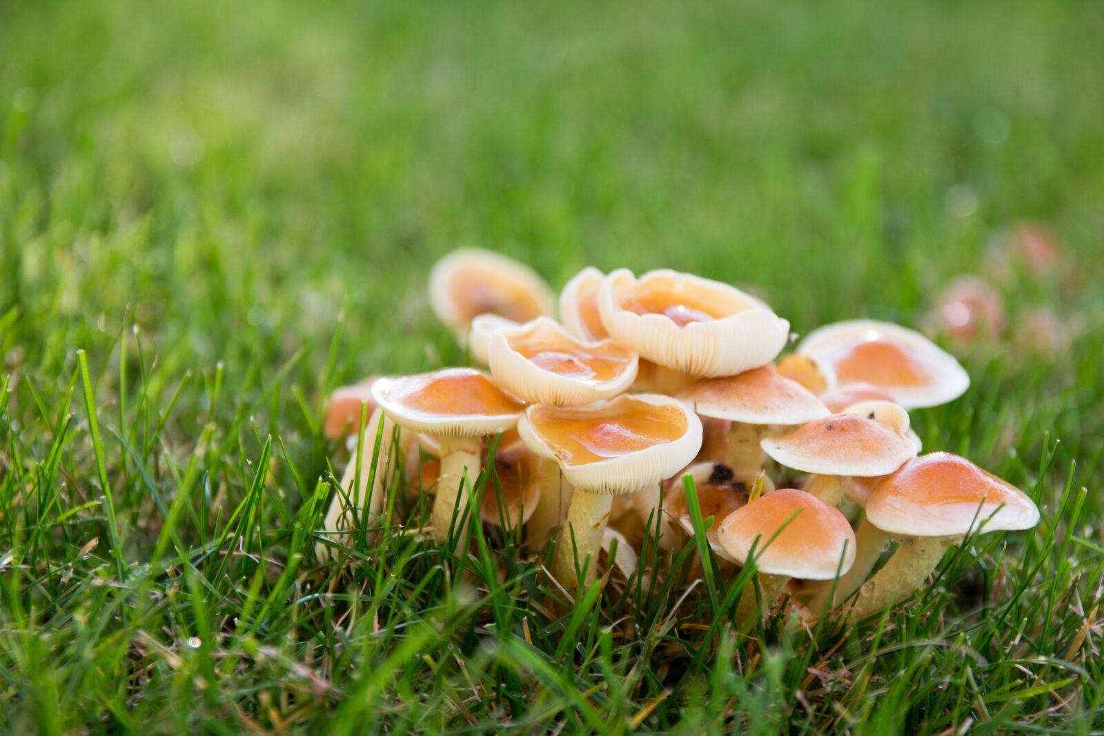 Canon EOS 650D (EOS Rebel T4i / EOS Kiss X6i) sample photo. Mushrooms, meadow, autumn photography