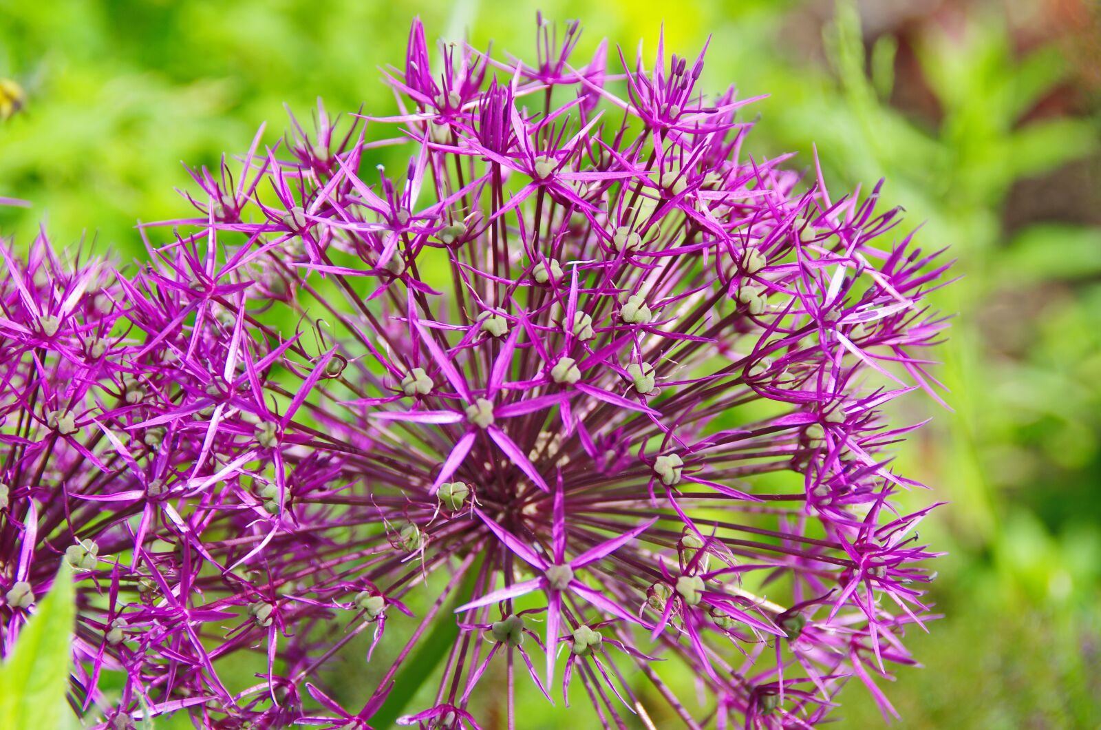 Pentax K-5 sample photo. Garlic, purple flower, spring photography