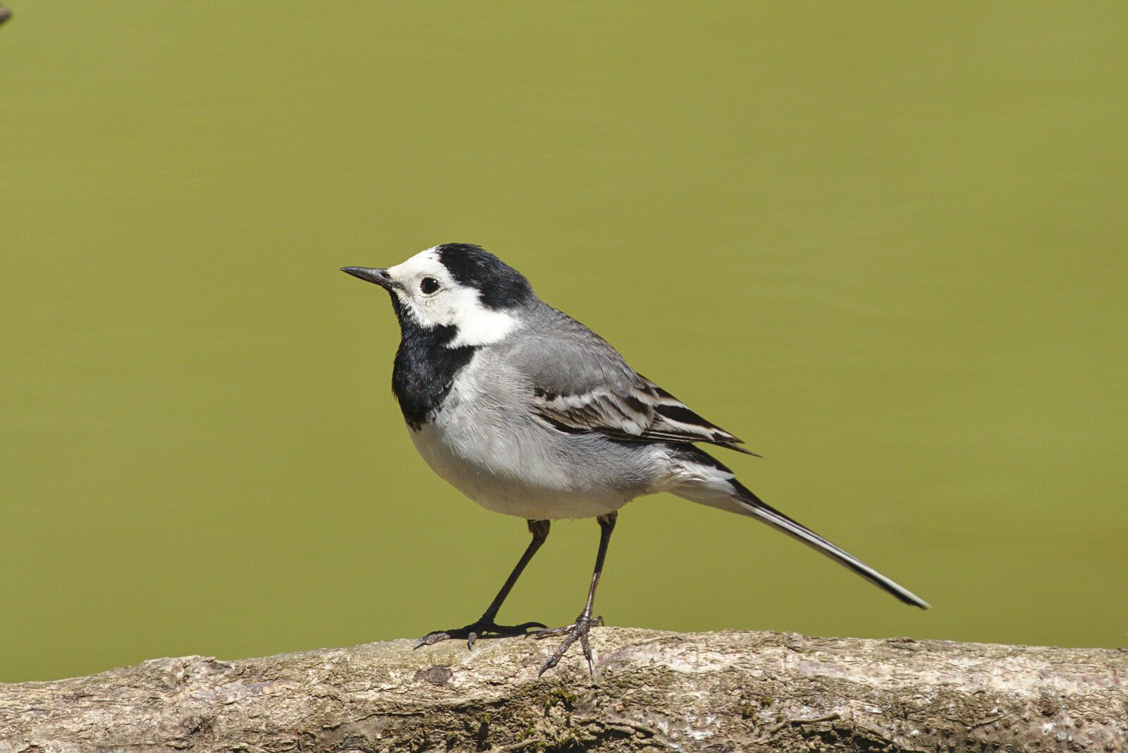 Canon EOS M5 sample photo. White wagtail, bird, nature photography