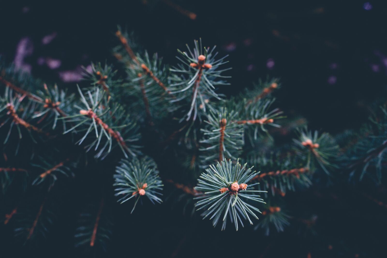 Sony a7 II + Sony FE 28-70mm F3.5-5.6 OSS sample photo. Branch, celebration, christmas photography