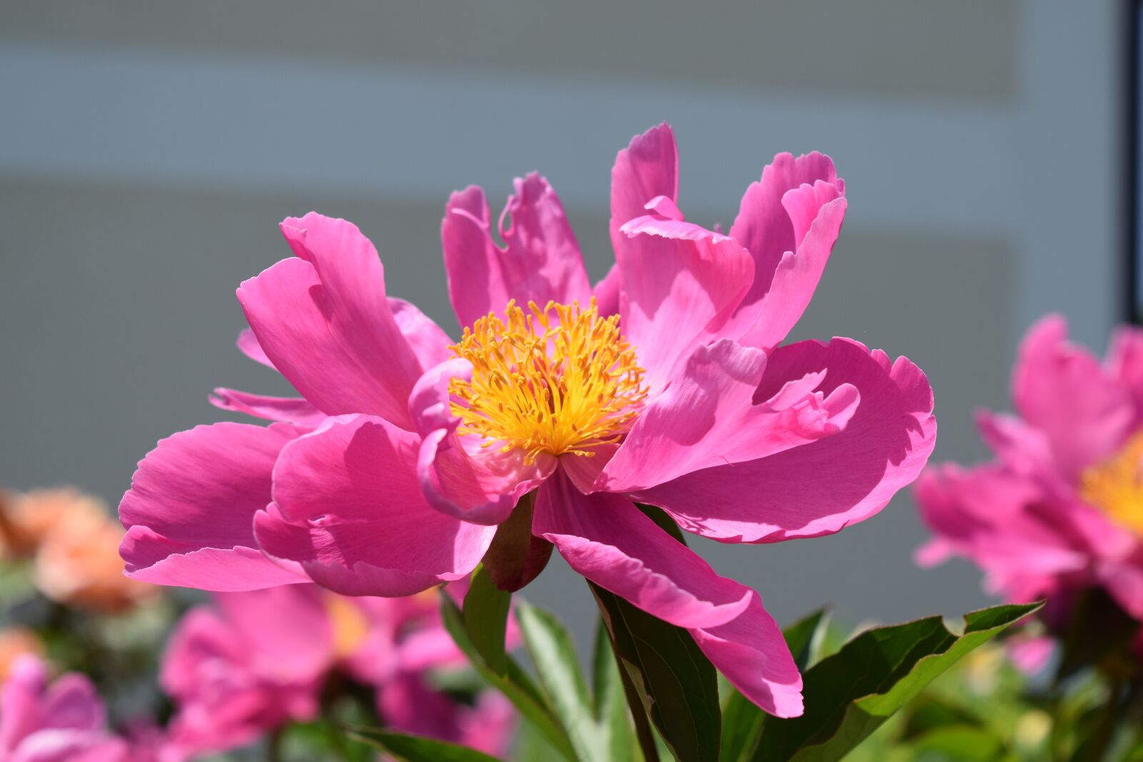Nikon D5300 sample photo. Pink flower, flower, pink photography