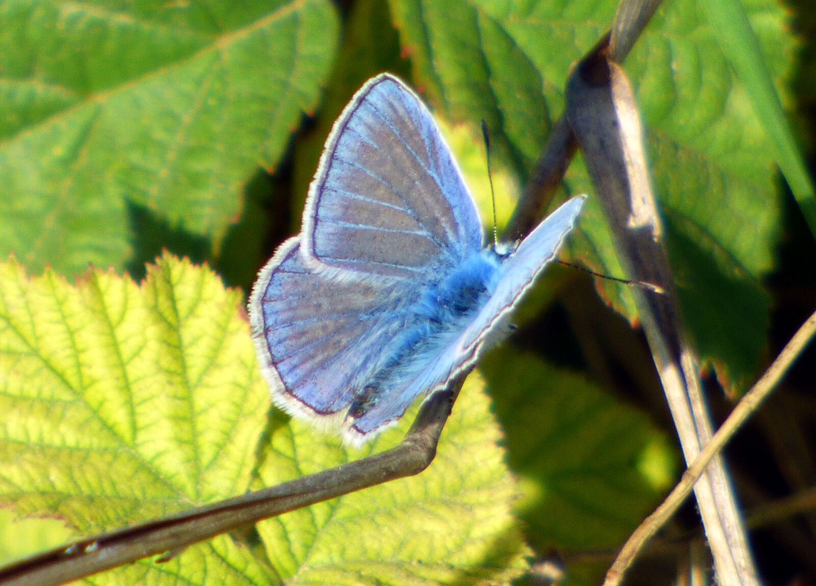 Panasonic DMC-FZ72 sample photo. Butterfly, blue, insects photography