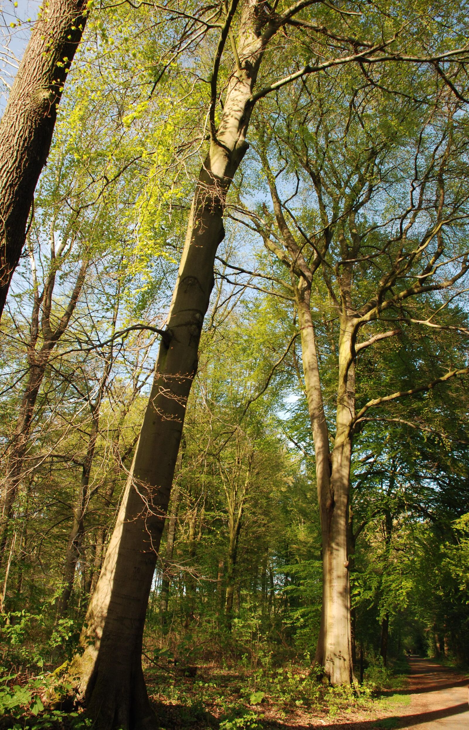 Nikon D80 sample photo. Forest, light, tree photography