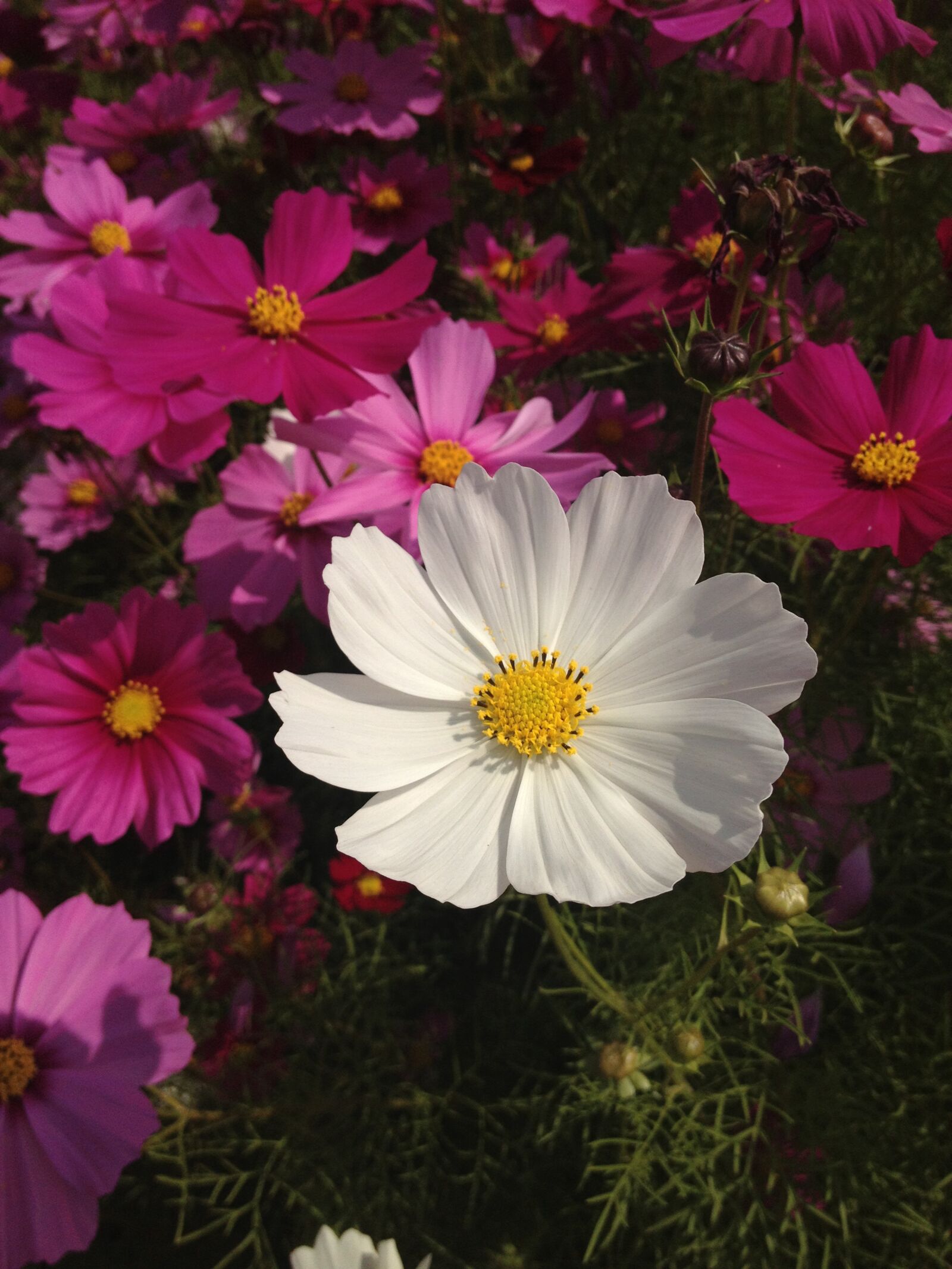 Apple iPhone 4S sample photo. Alone, lonely, flowers photography