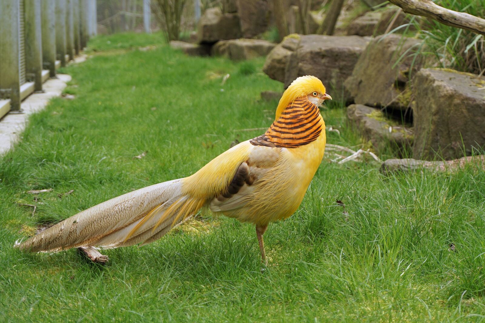 Sony a6000 sample photo. Pheasant, goldfasan, bird photography