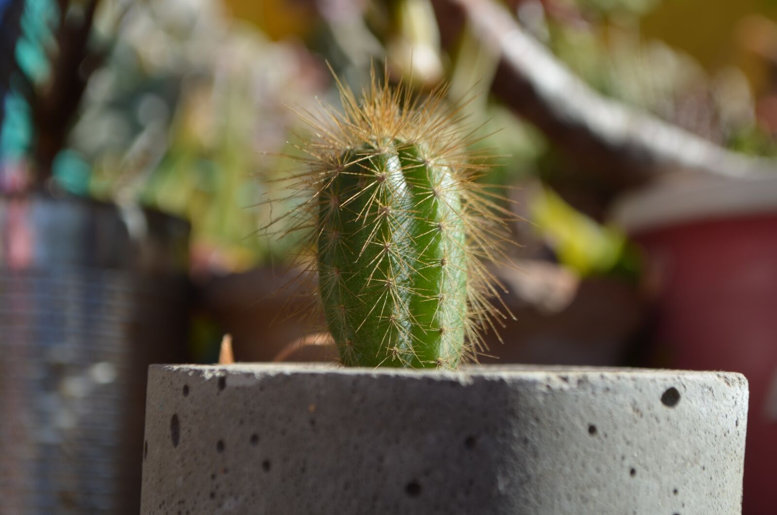 Nikon D5100 sample photo. Cactus, thorns, spina photography
