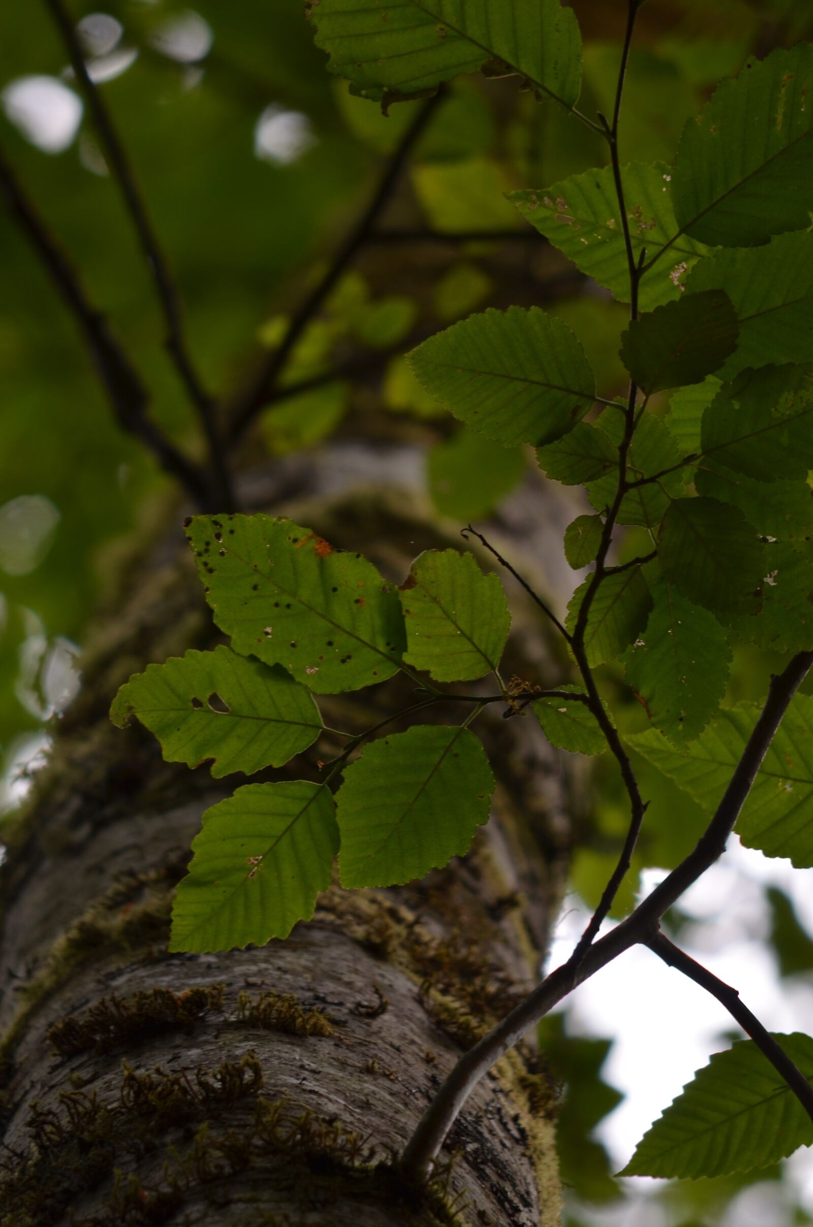 Nikon D5100 sample photo. Tree, forest, leaf photography