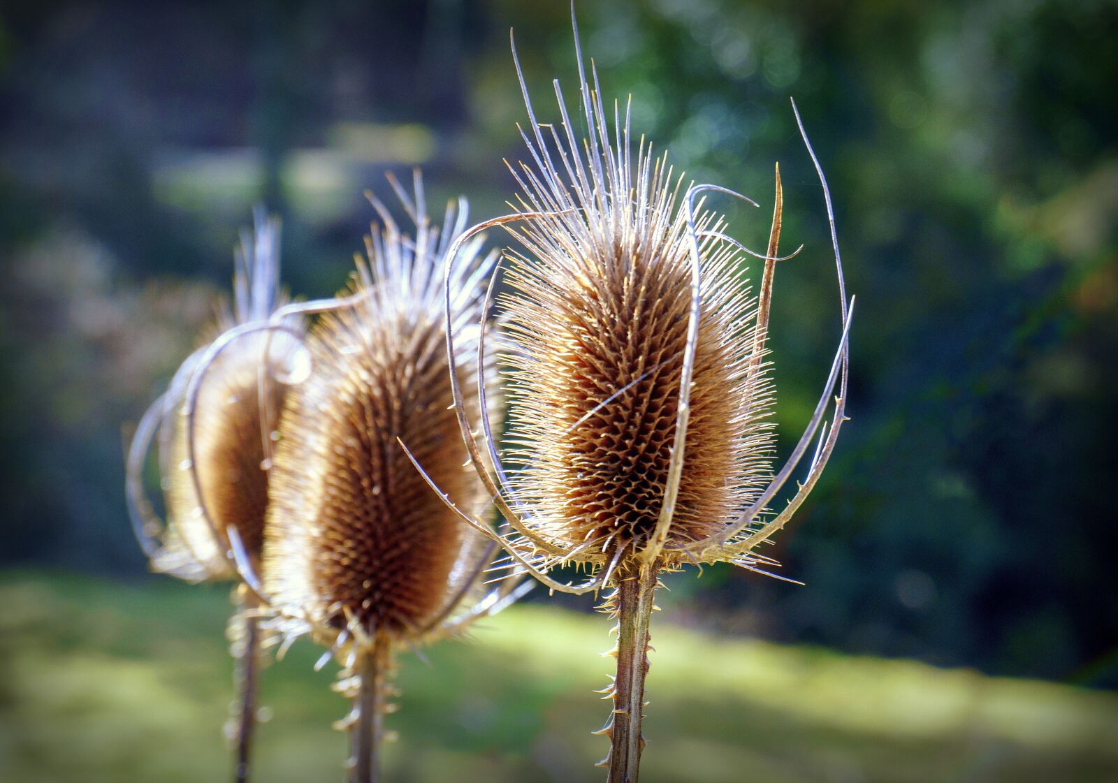 Sony a6000 sample photo. Nature, plants, forest photography
