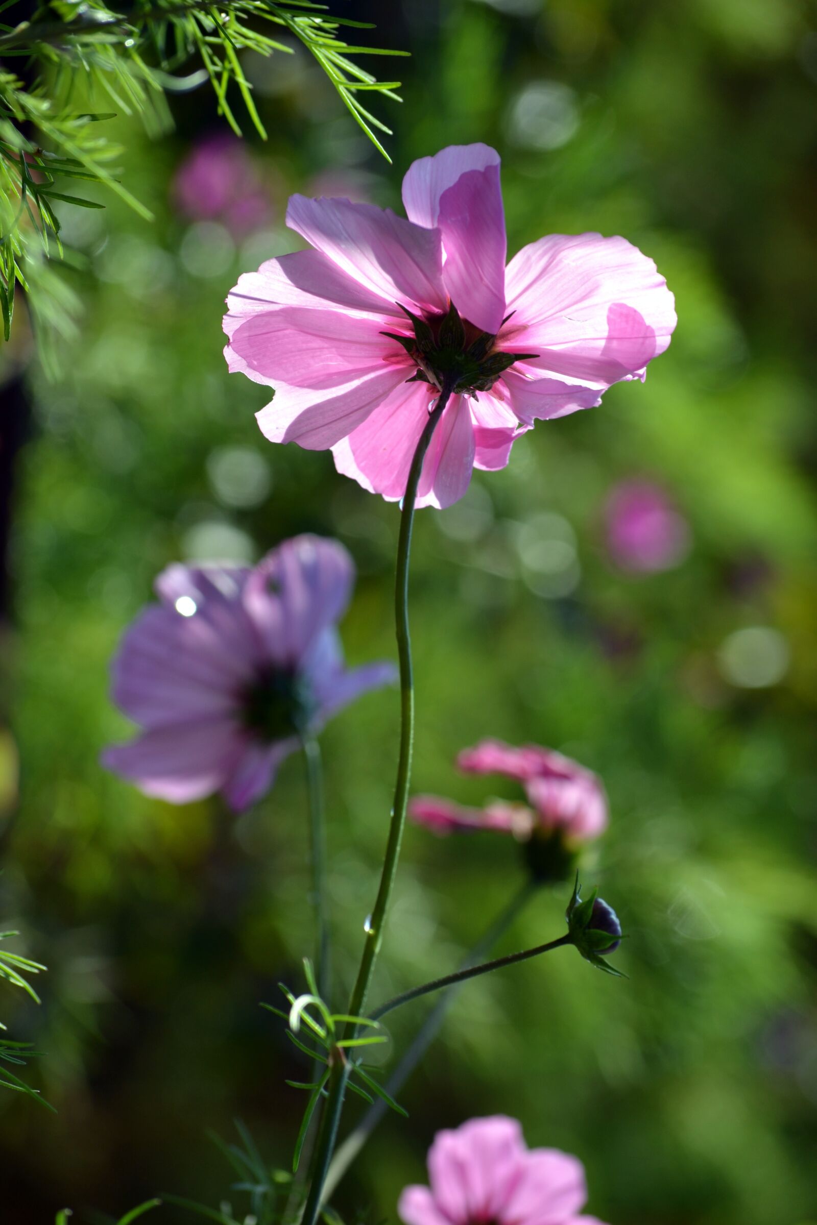 Nikon D3100 sample photo. Cosmos, countryside, pink photography