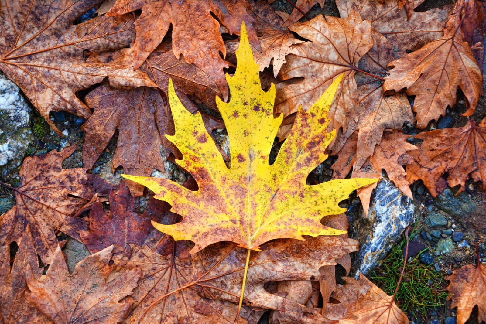 Nikon D7100 sample photo. Autumn, season, nature photography