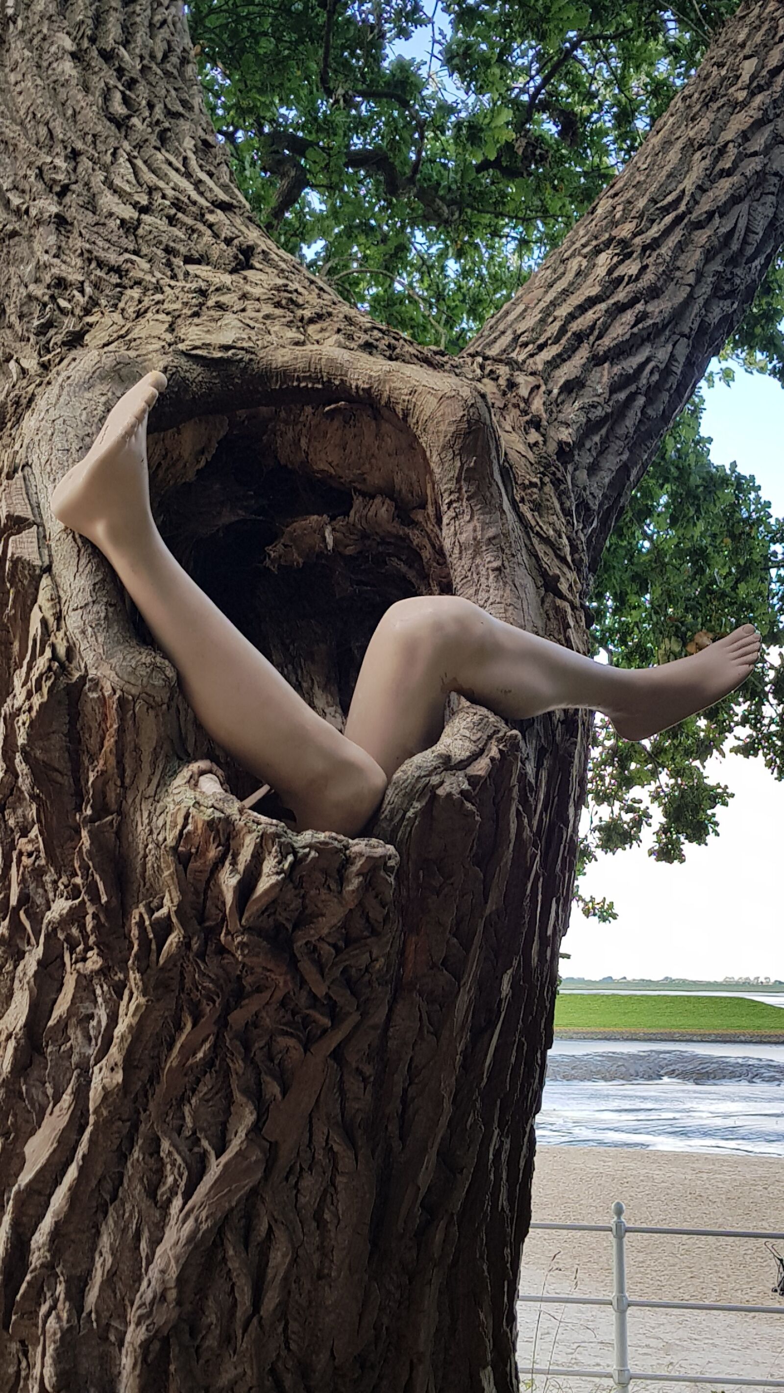 Samsung Galaxy S8 sample photo. Tree, legs, woman photography