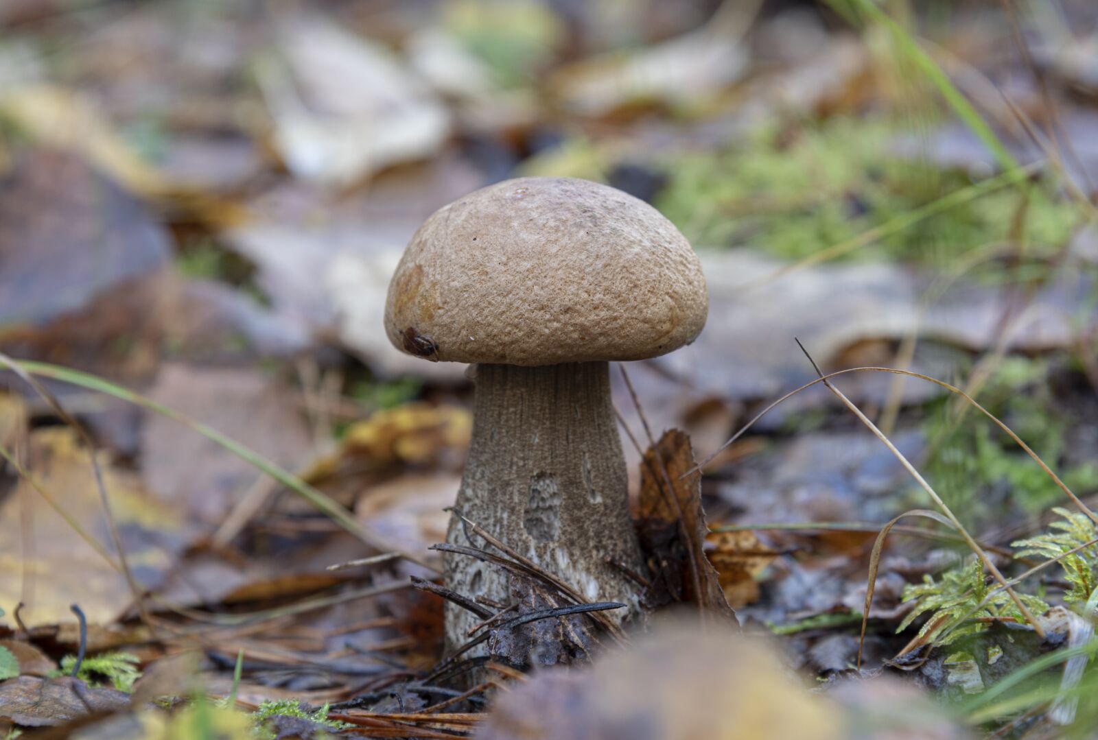 Nikon D750 sample photo. Fall, mushroom, forest photography