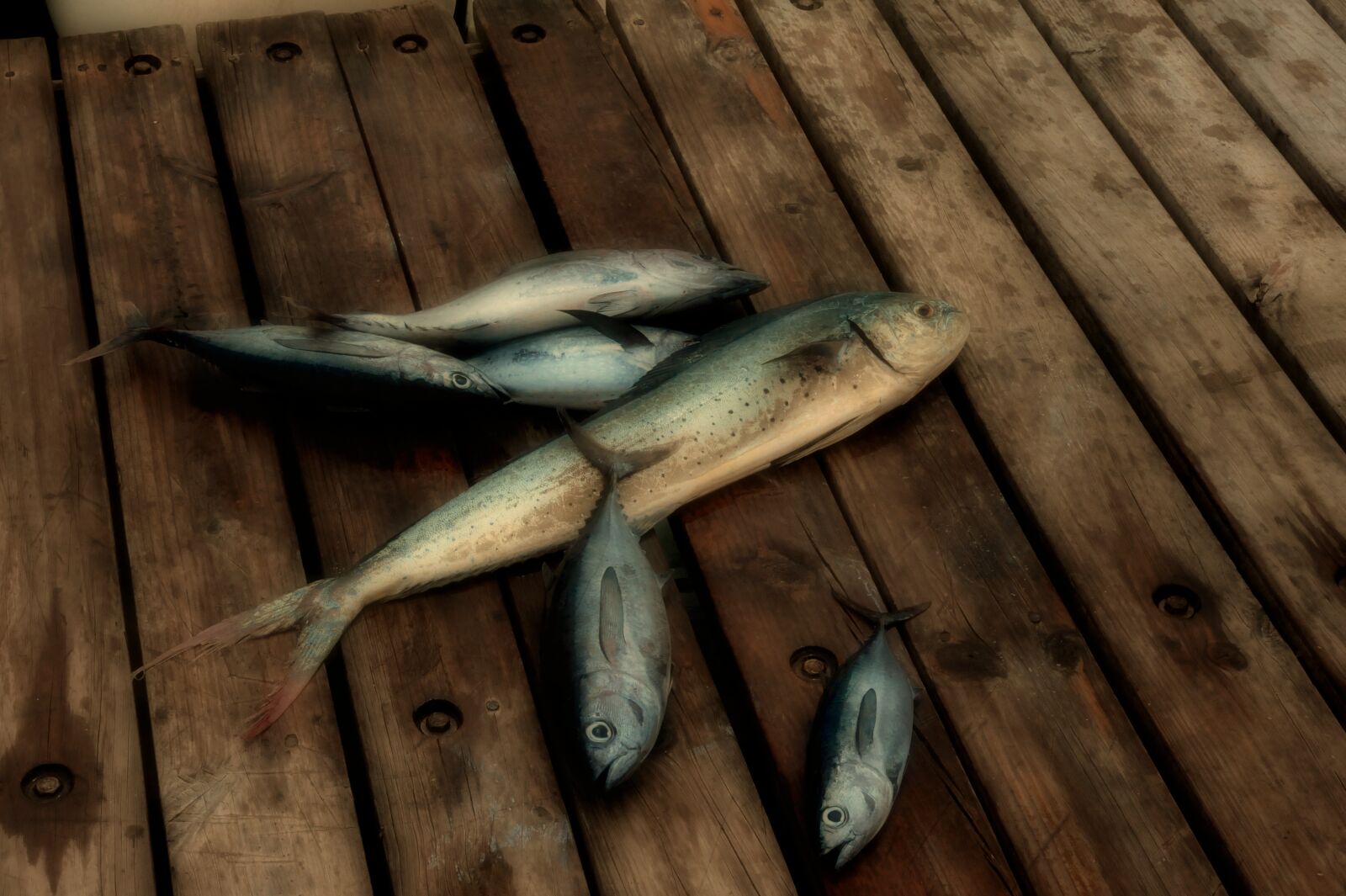 Nikon D700 sample photo. Fish, deck, sea photography